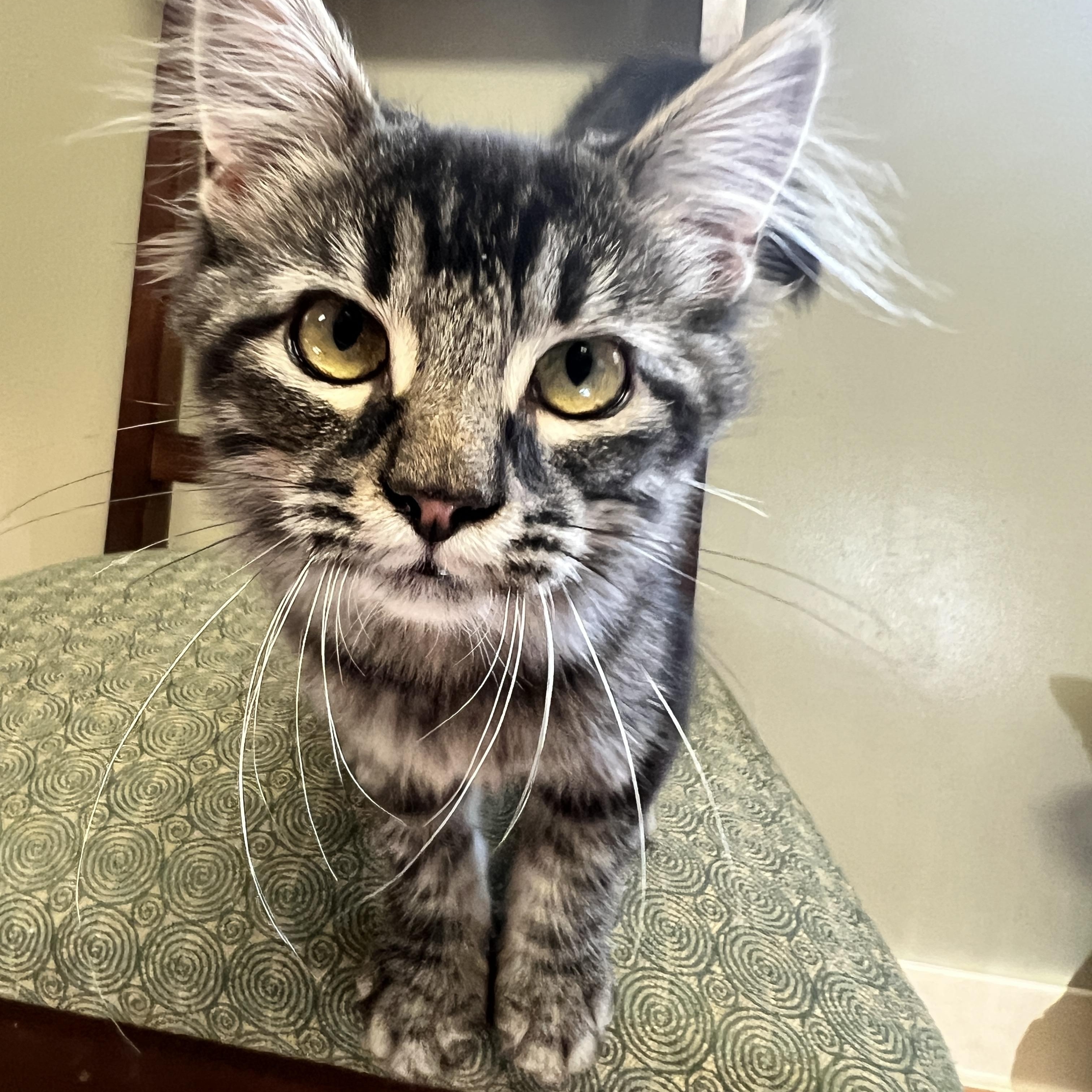 Enlarge Trisha, an adopted mixed breed in Yellville, AR image 2/3