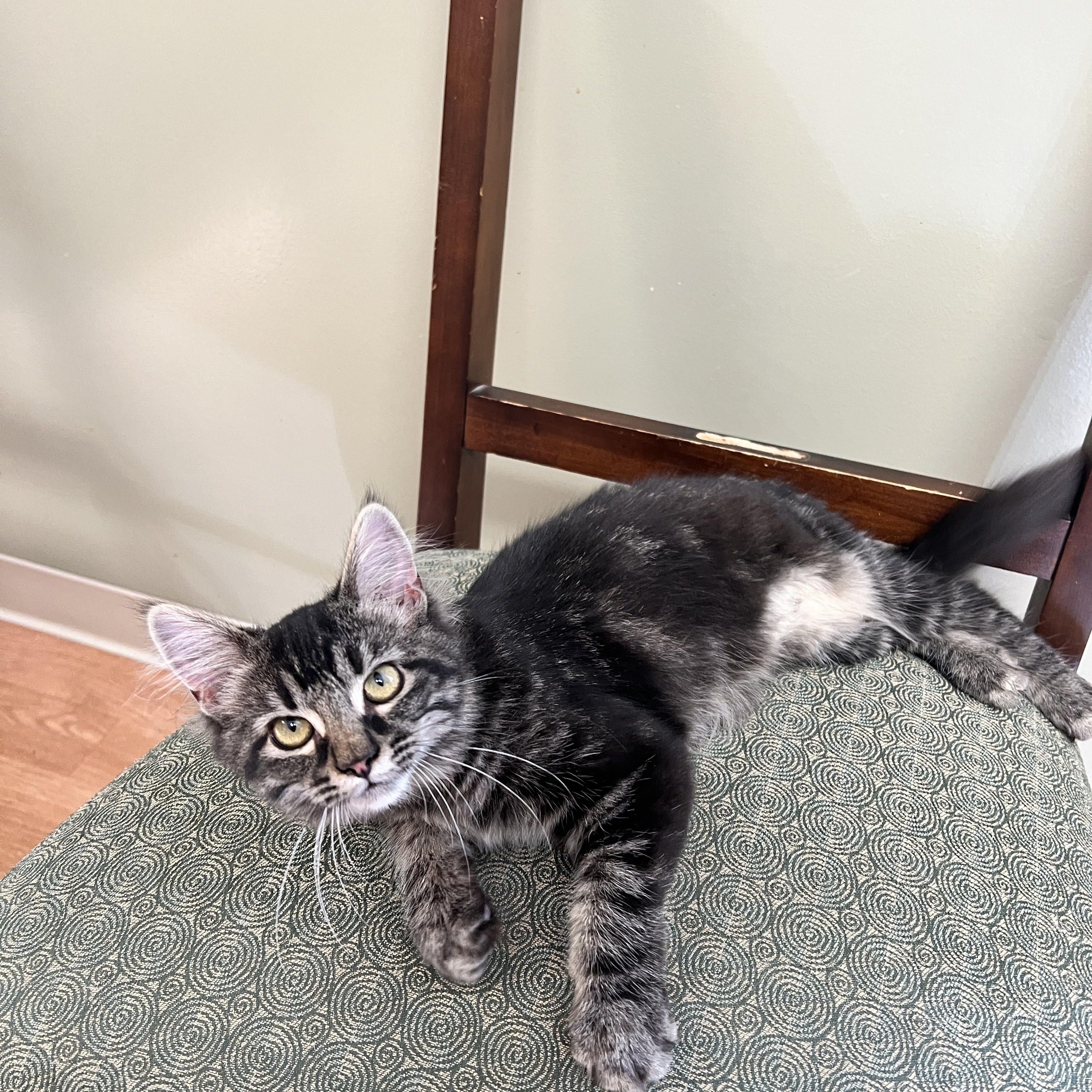 Enlarge Trisha, an adopted mixed breed in Yellville, AR image 3/3