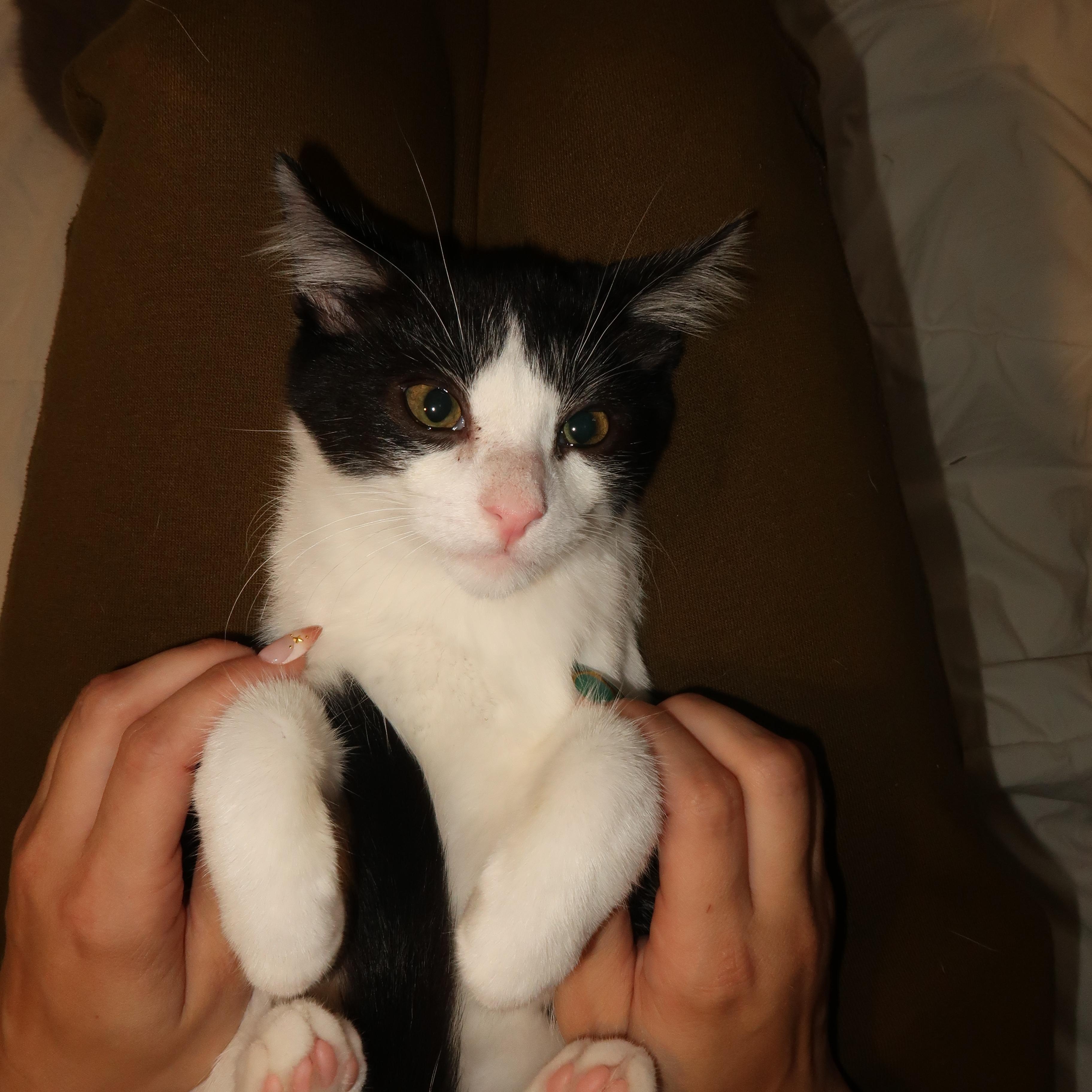 Beans (*Nora was adopted) Beans is lonely!