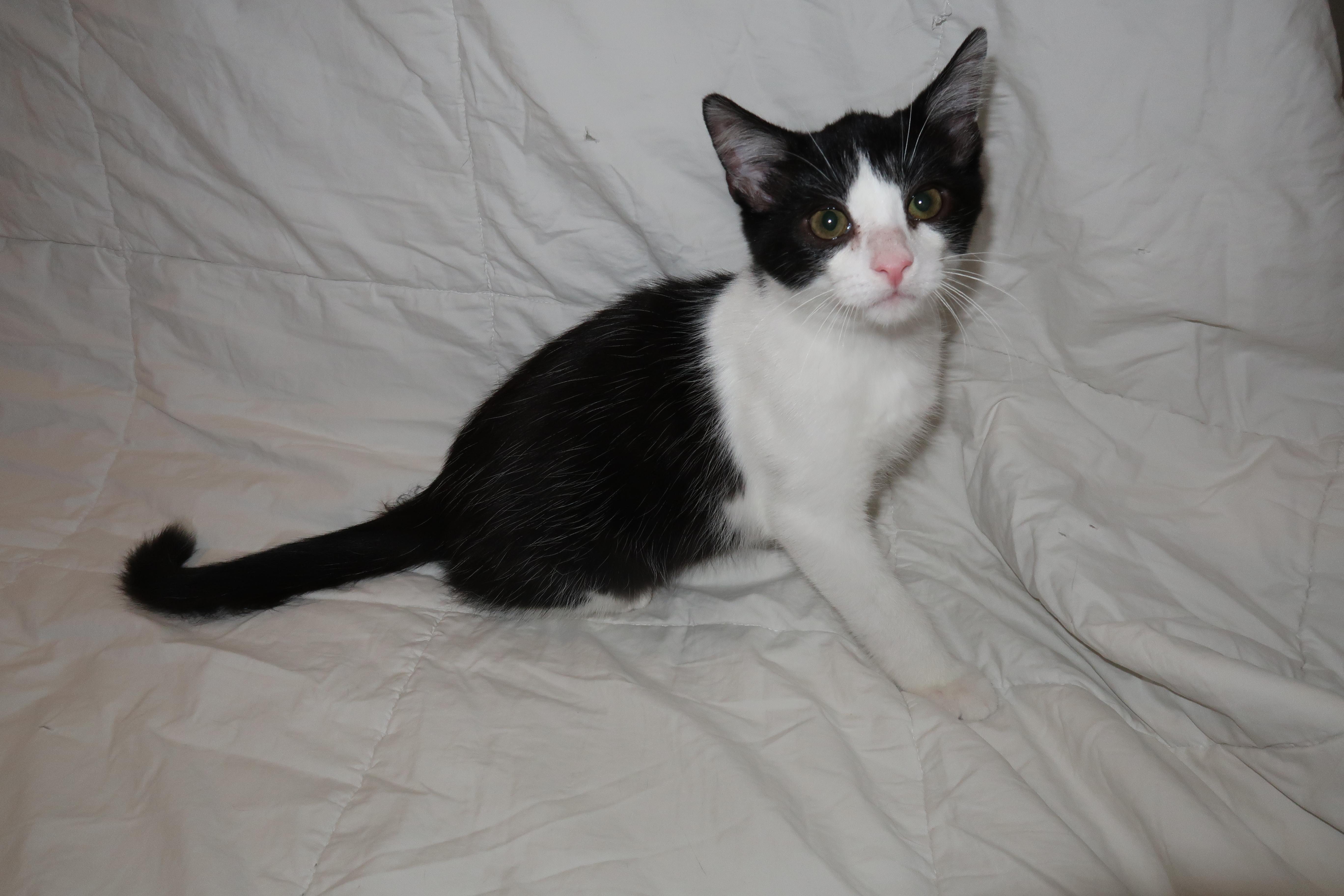 Beans (*Nora was adopted) Beans is lonely!