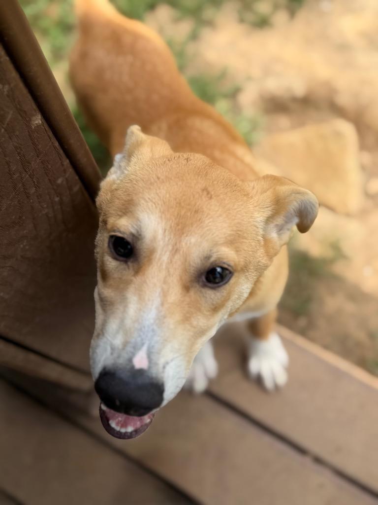 Ralph, Adoptable, Puppy Male Husky & Mixed Breed.
