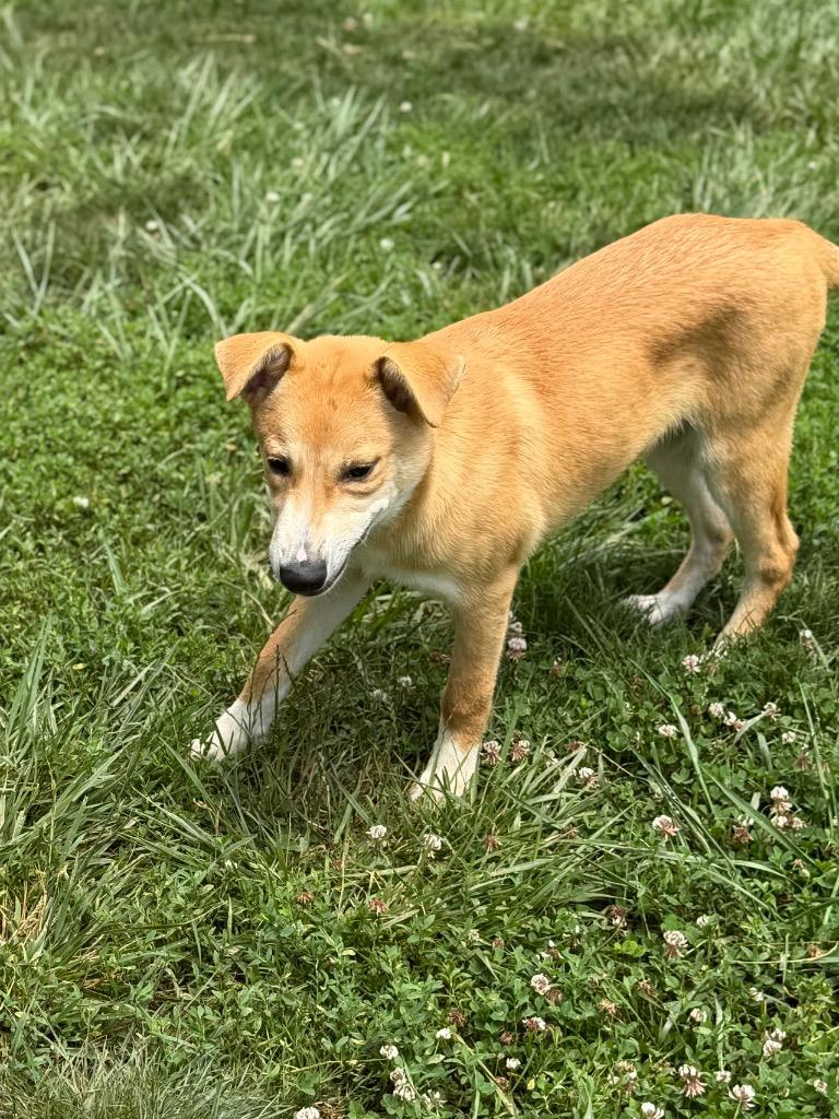 Ralph, a Adoptable mixed breed in Burnsville, NC image 4/5