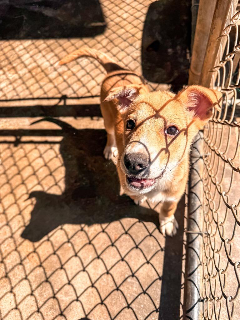 Ralph, a Adoptable mixed breed in Burnsville, NC image 5/5
