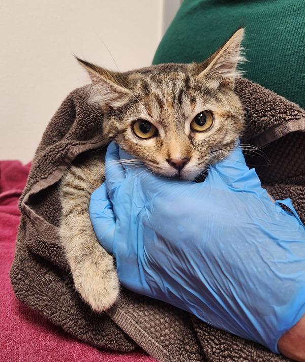 Twinkletoes, Adoptable, Kitten Female Domestic Short Hair.
