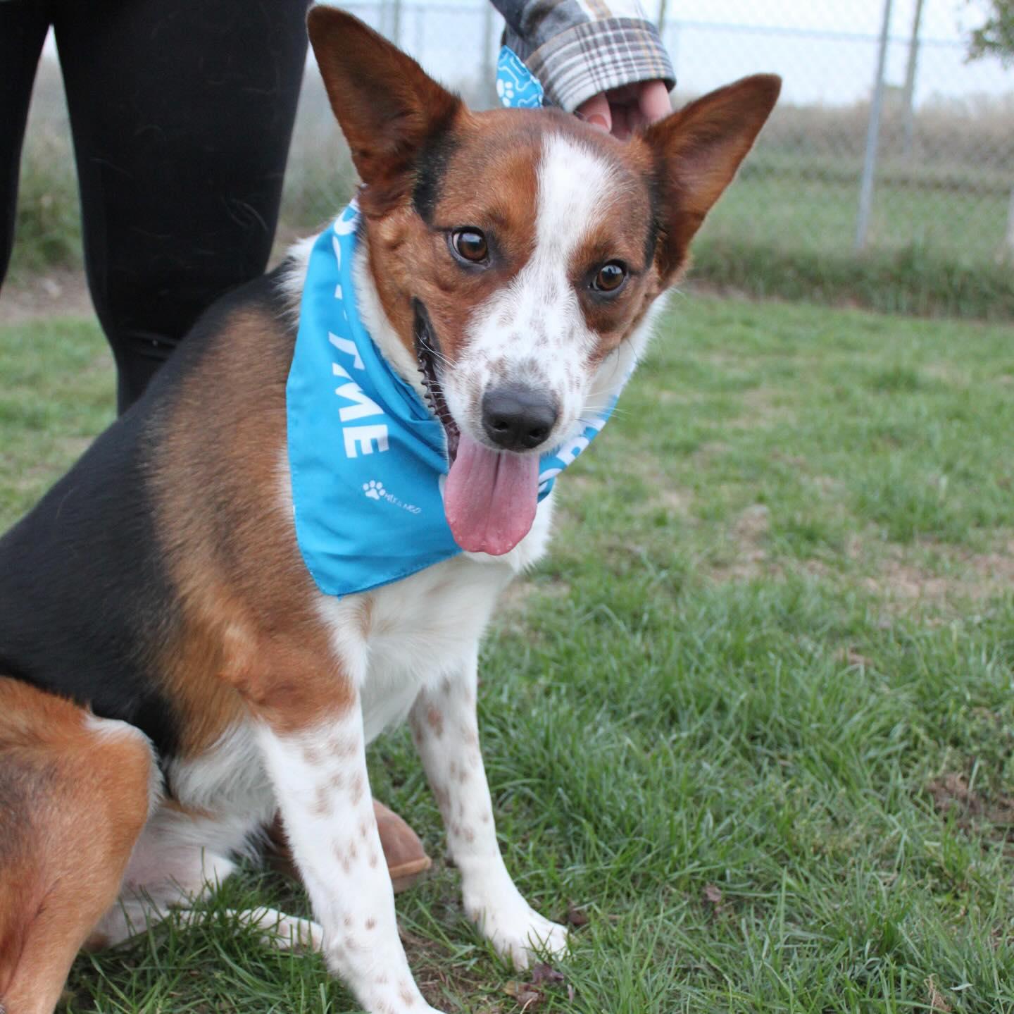 Argo (long-term resident), Adoptable, Adult Male Cattle Dog & German Shepherd Dog.