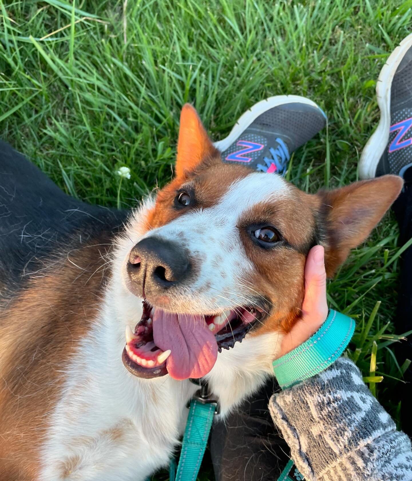 Enlarge Argo (long-term resident), a Adoptable mixed breed in Austin, MN image 2/3