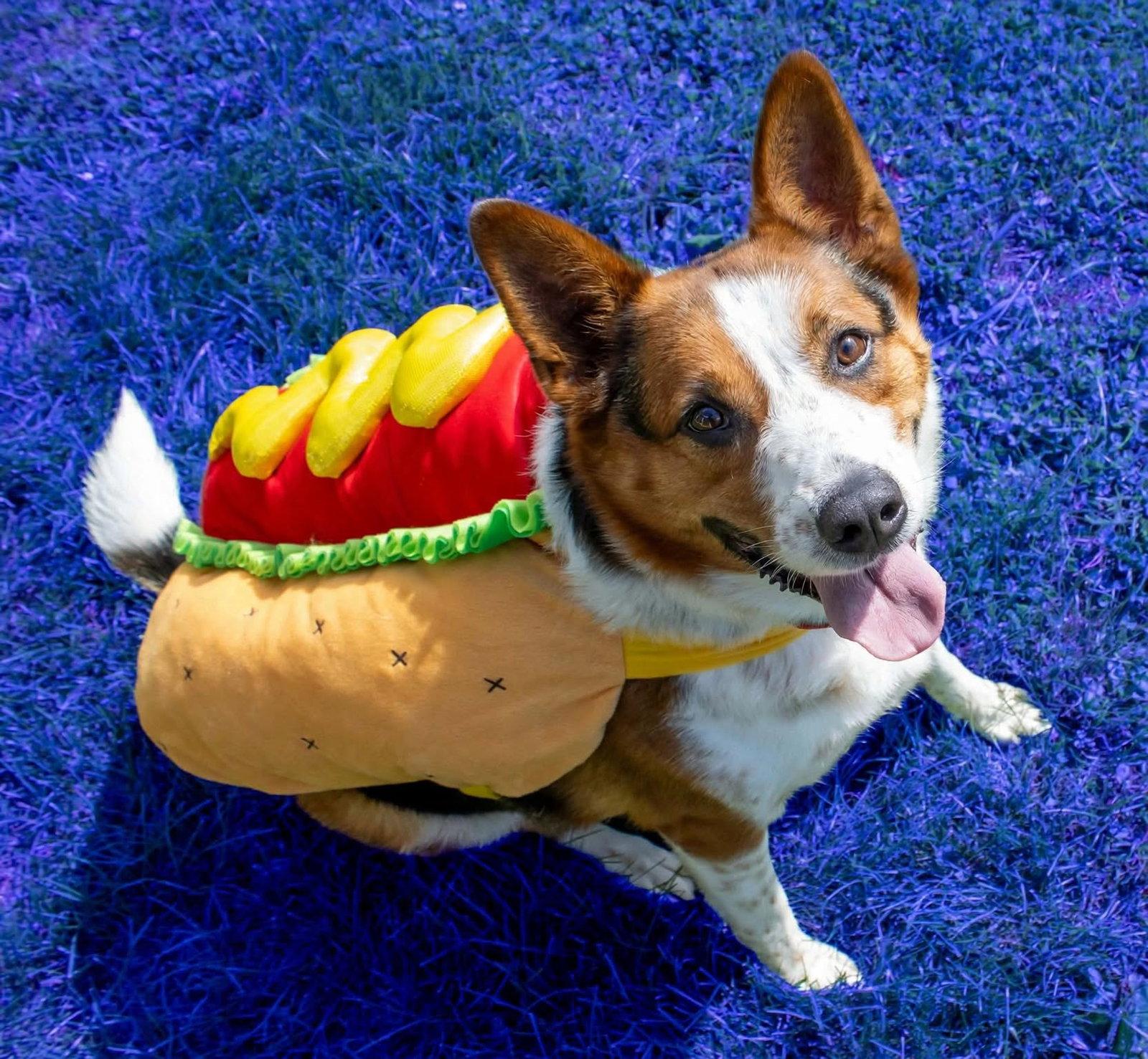 Enlarge Argo (long-term resident), a Adoptable mixed breed in Austin, MN image 3/3