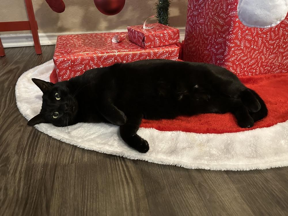 Zipper "Midnight" 4274, Adoptable, Adult Female Domestic Short Hair.