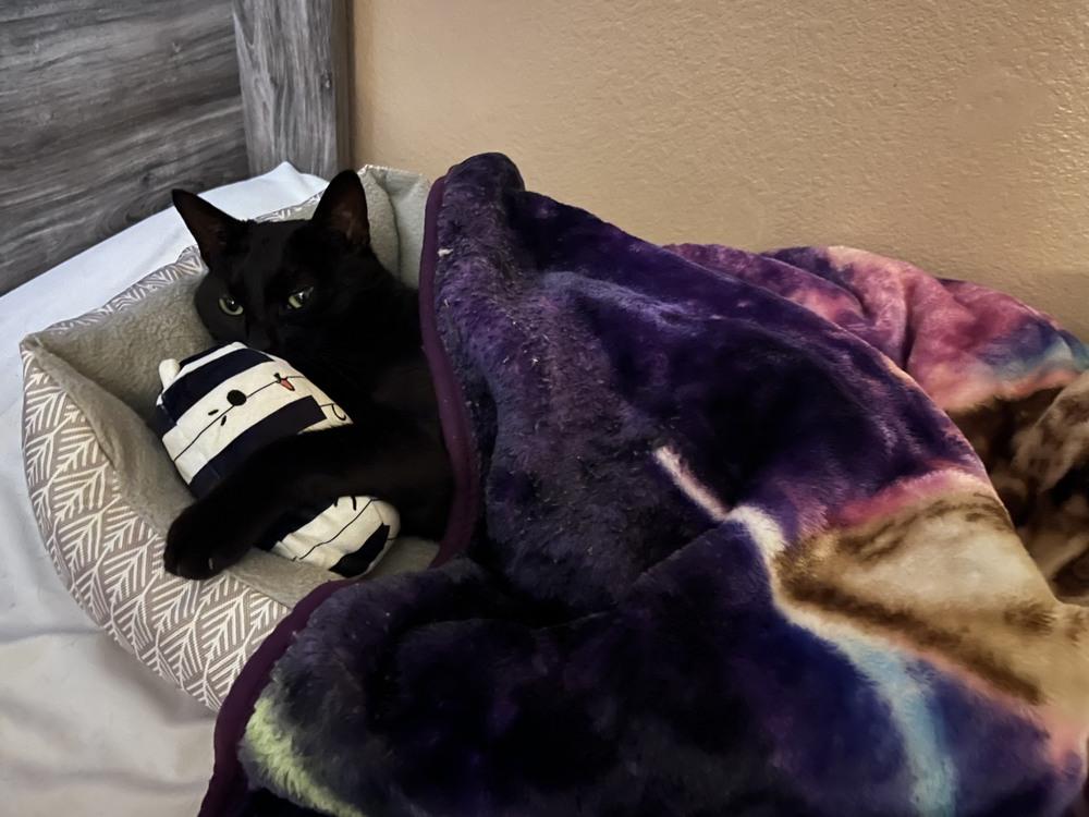 Enlarge Zipper "Midnight" 4274, a Adoptable Domestic Short Hair in Dallas, TX image 2/2