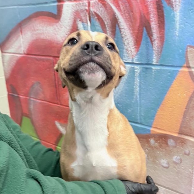 Enlarge Bunny, an adopted mixed breed in Columbus, IN image 1/2