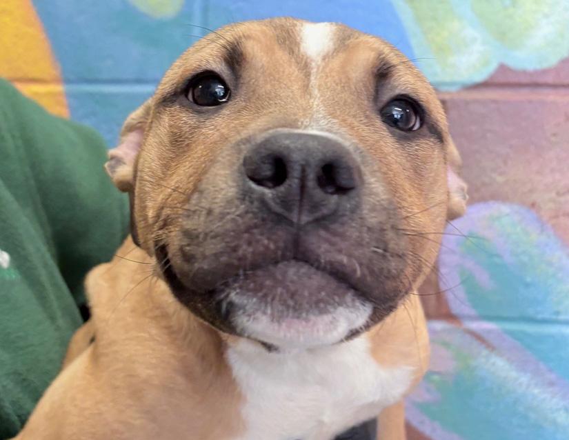 Enlarge Bunny, an adopted mixed breed in Columbus, IN image 2/2