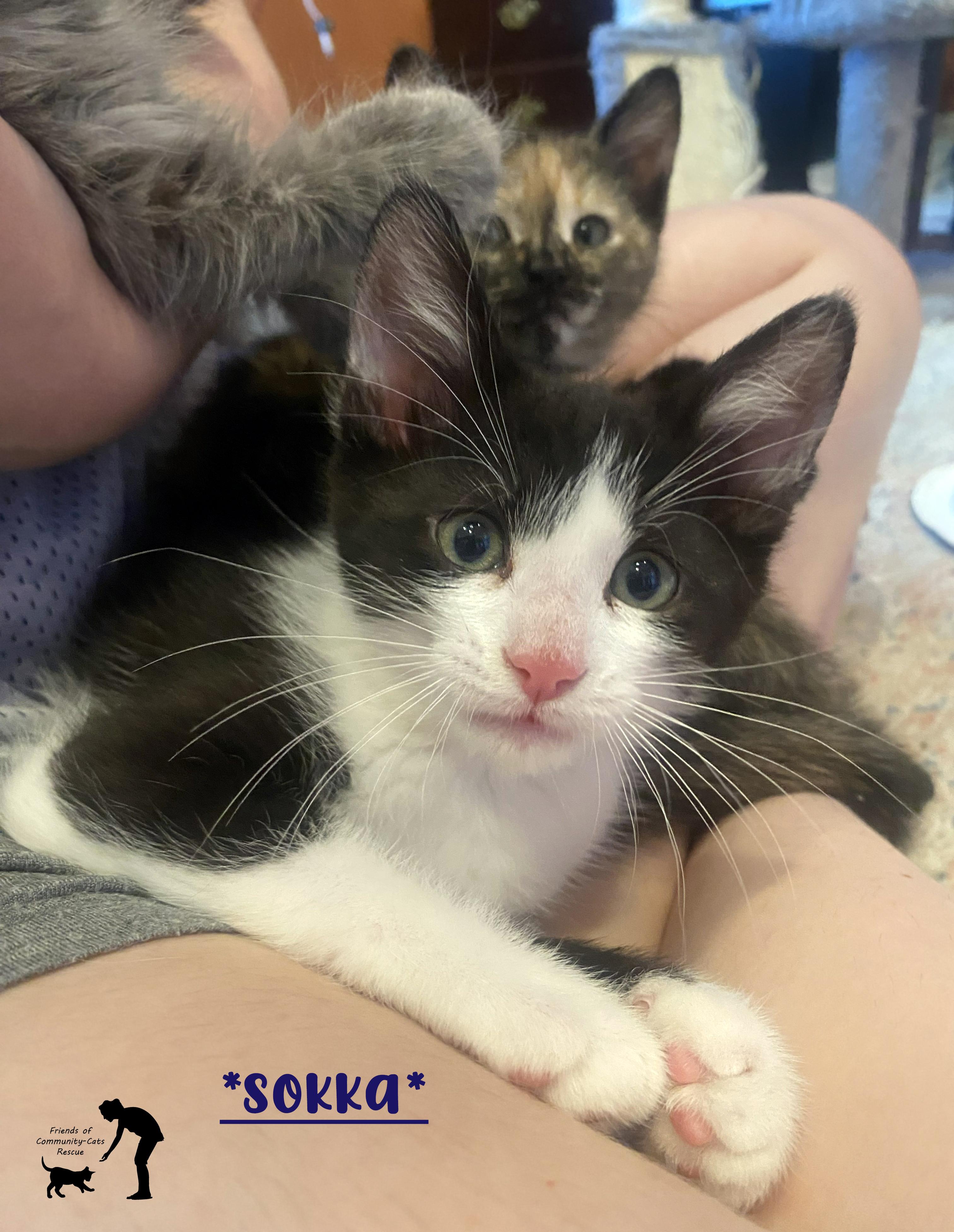 Enlarge Sokka, an adopted Domestic Short Hair in Centerville, UT image 1/1