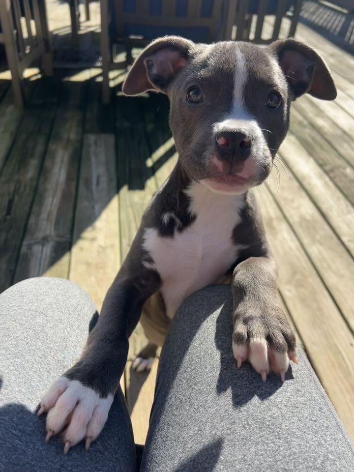 Tootsie, Adoptable, Puppy Female Pit Bull Terrier.