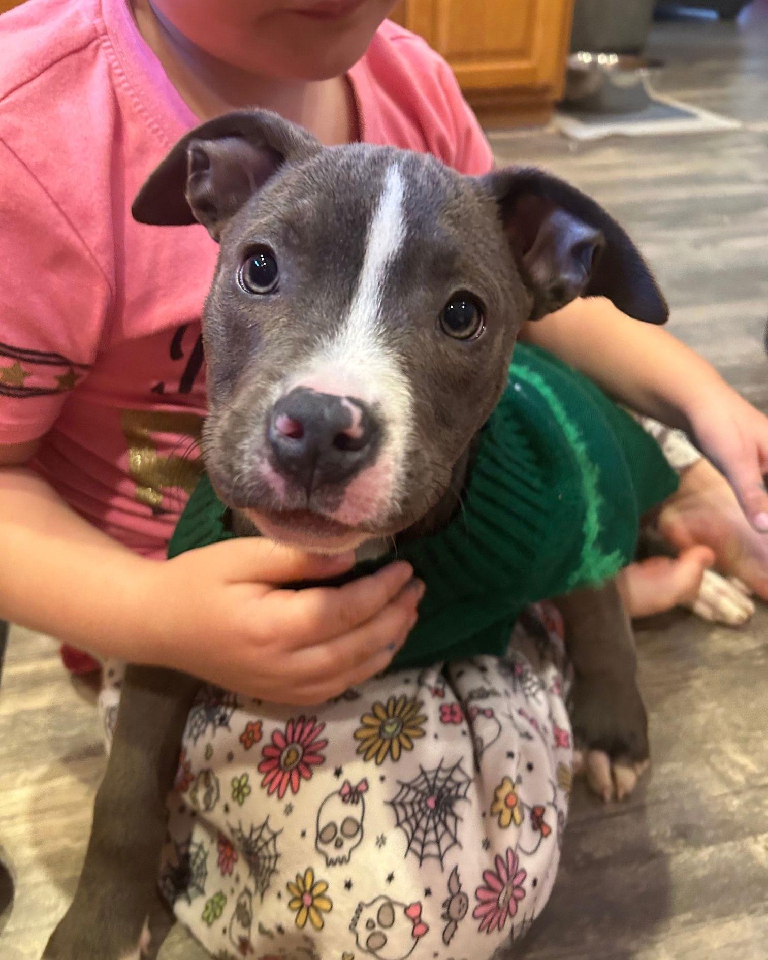 Enlarge Tootsie, a Adoptable Pit Bull Terrier in Belleville, MI image 2/2