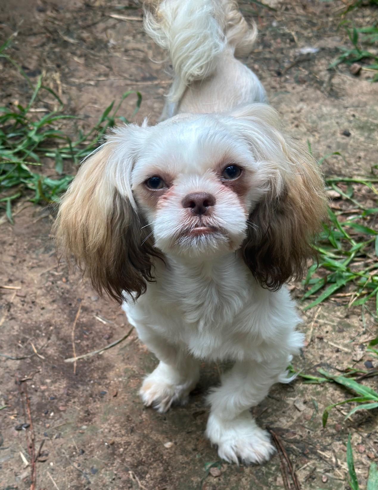Hansel Shih Tzu Dog