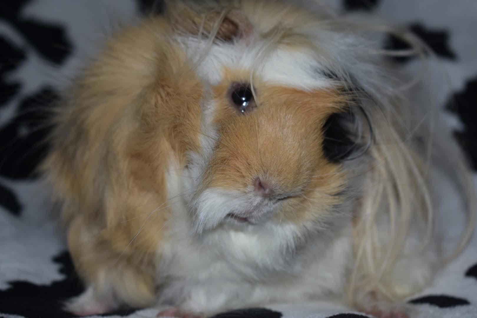 Enlarge Butterscotch, a Adoptable Abyssinian in Largo, FL image 1/2