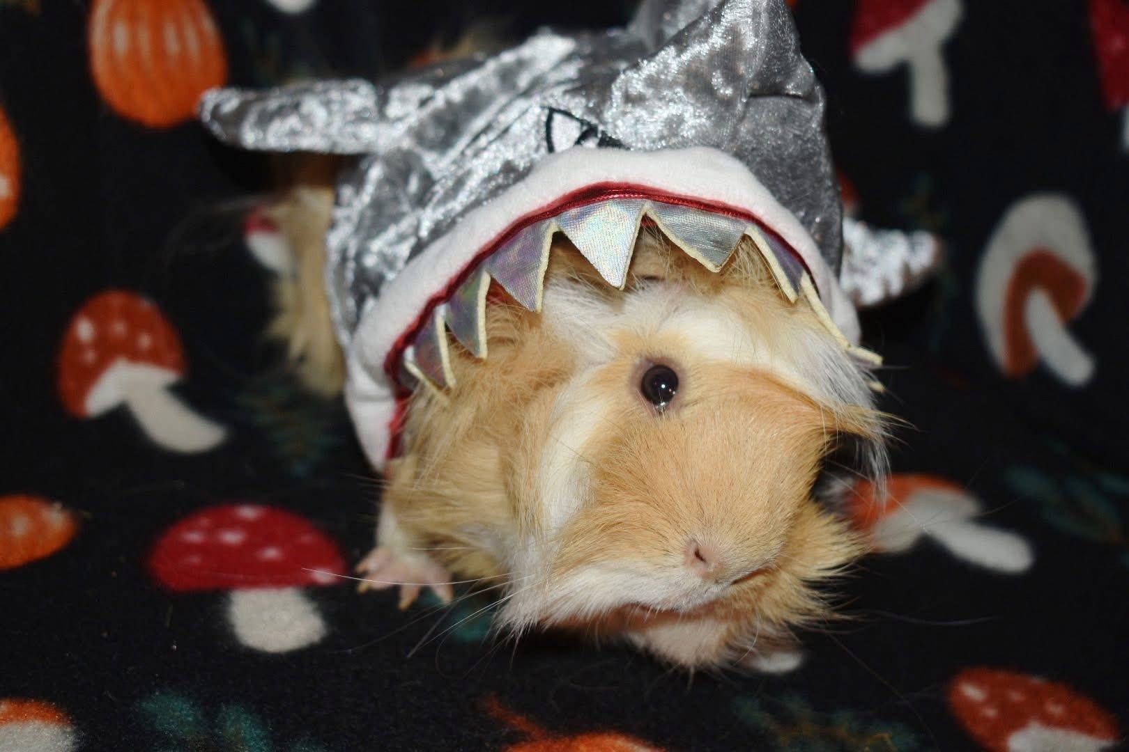 Enlarge Butterscotch, a Adoptable Abyssinian in Largo, FL image 2/2