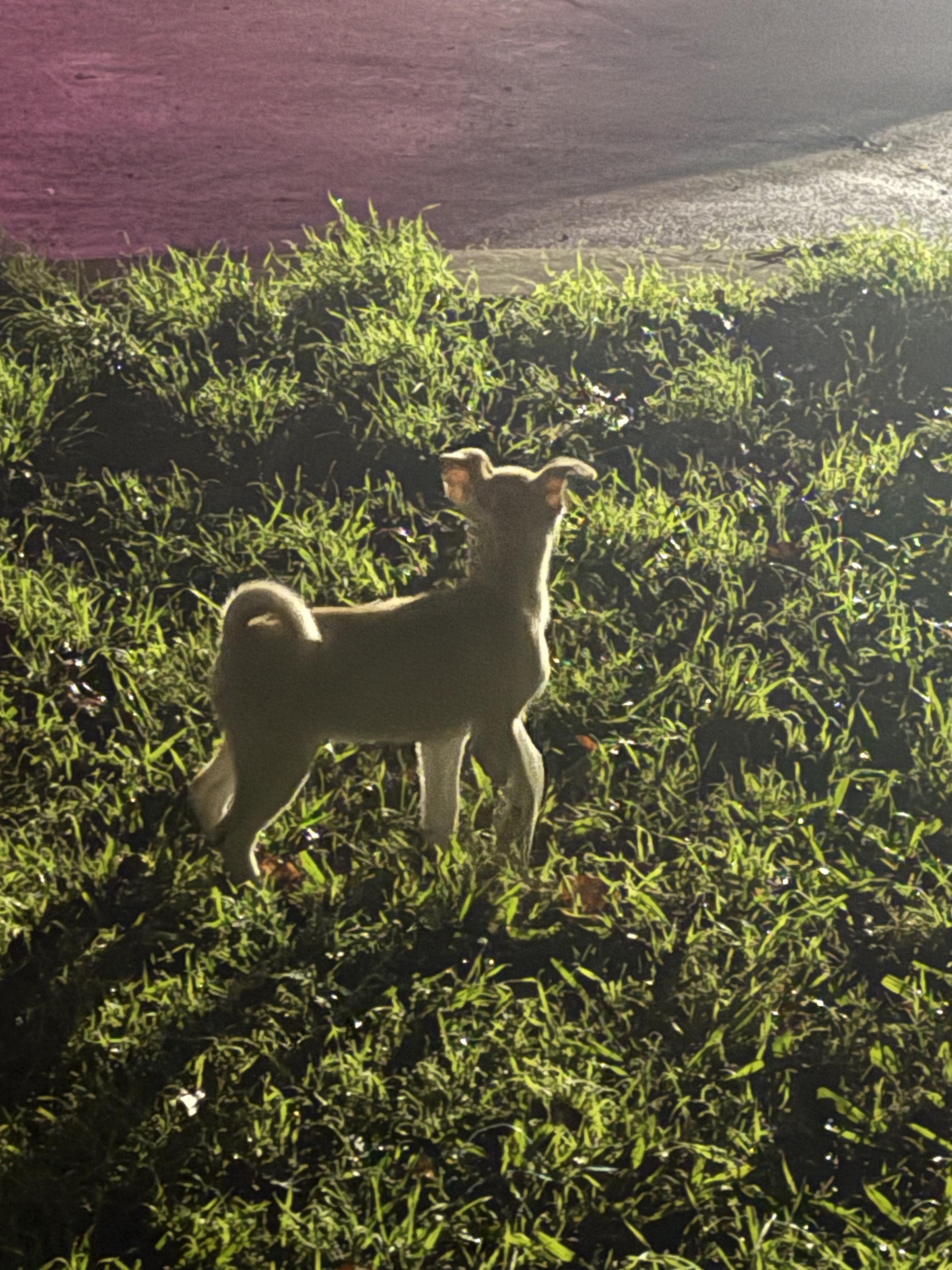 Enlarge Graham, a Adoptable mixed breed in Herald, CA image 1/2