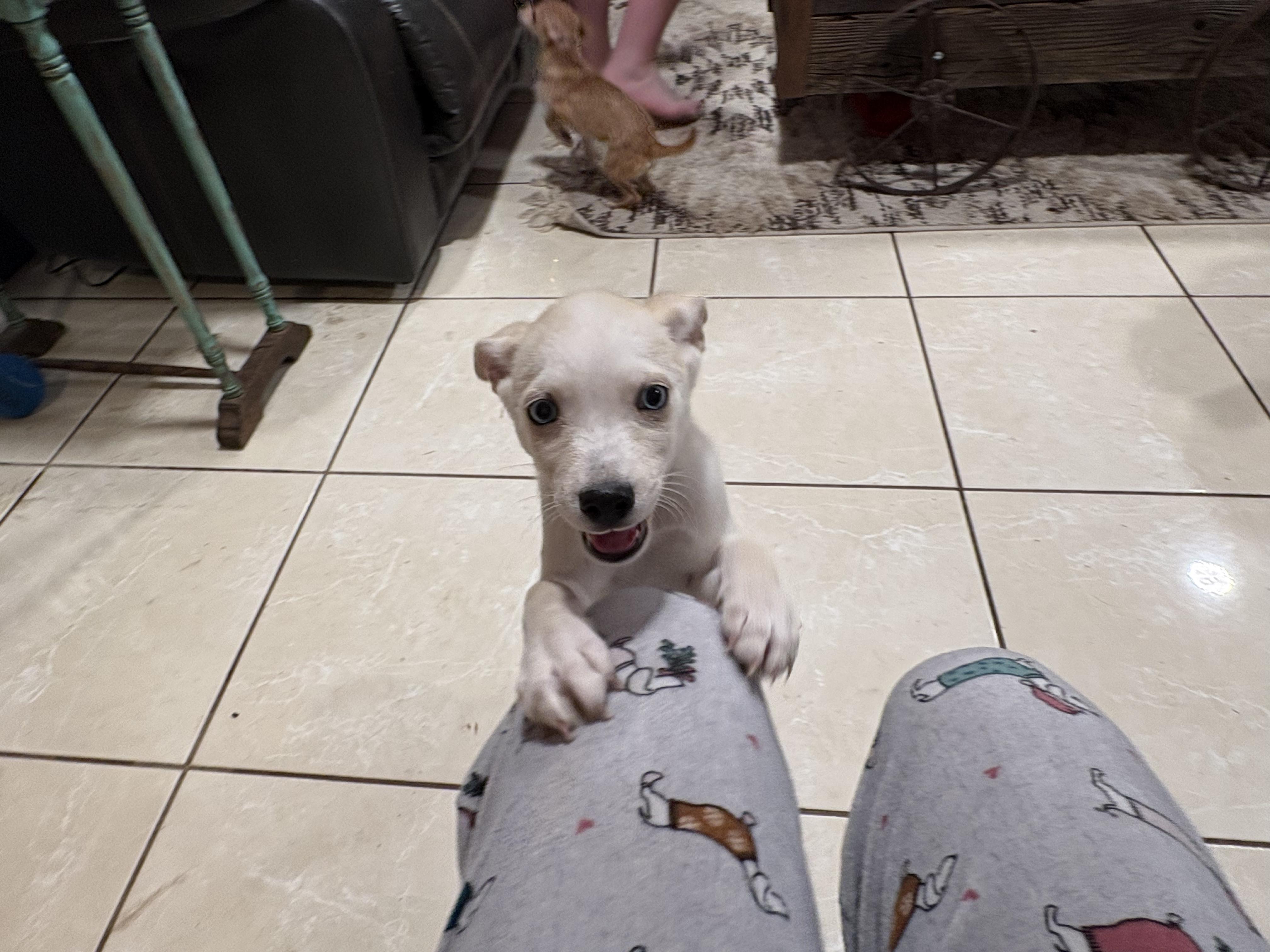 Enlarge Graham, a Adoptable mixed breed in Herald, CA image 2/2