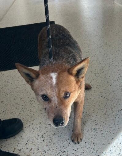 Hank (Sponsored Adoption), a Adoptable Australian Cattle Dog / Blue Heeler in Providence Forge, VA image 1/2