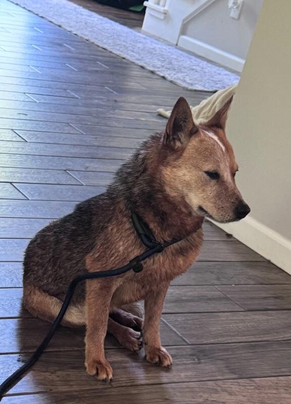 Hank (Sponsored Adoption), a Adoptable Australian Cattle Dog / Blue Heeler in Providence Forge, VA image 2/2
