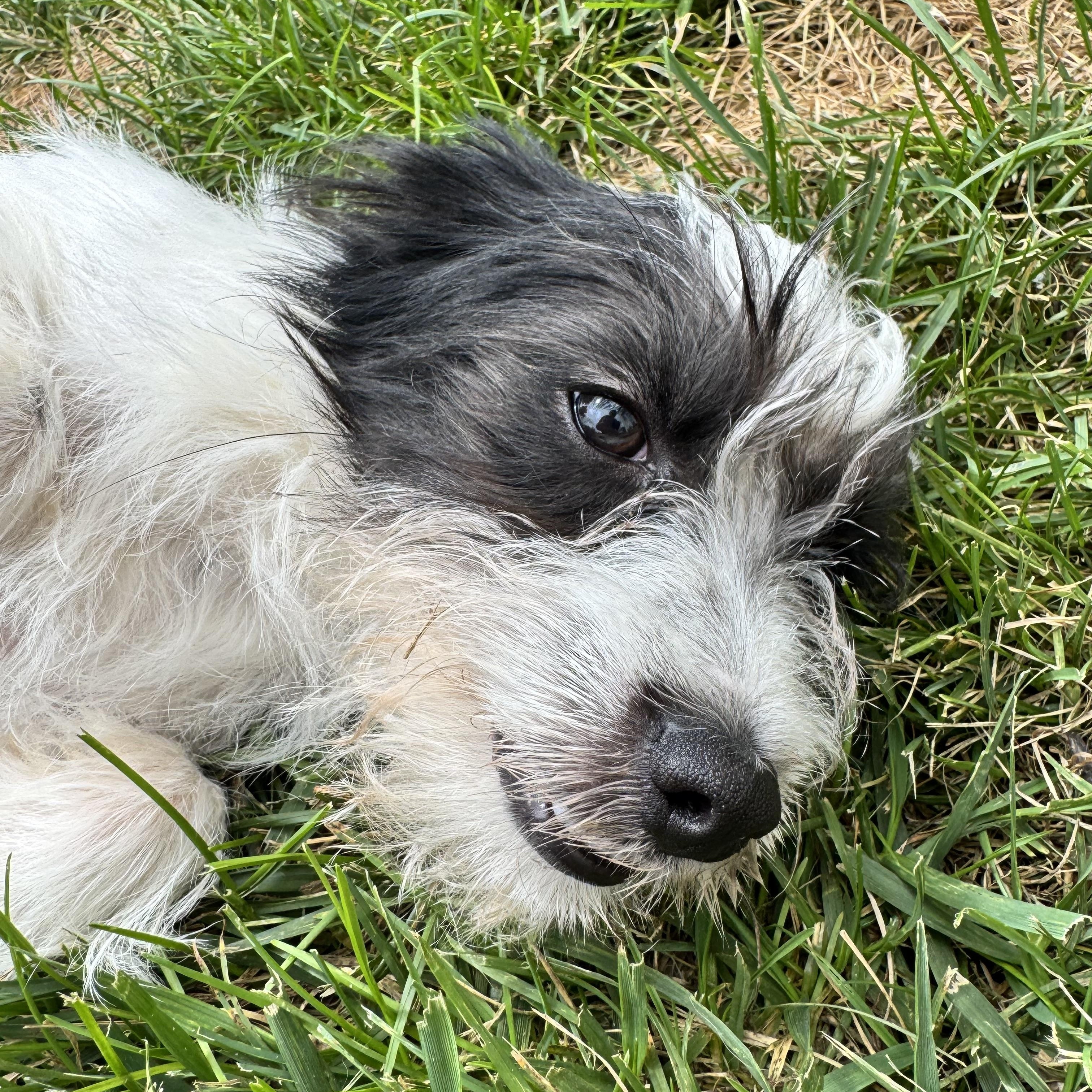 Enlarge Kory, a Adoptable mixed breed in Millsboro, DE image 4/6