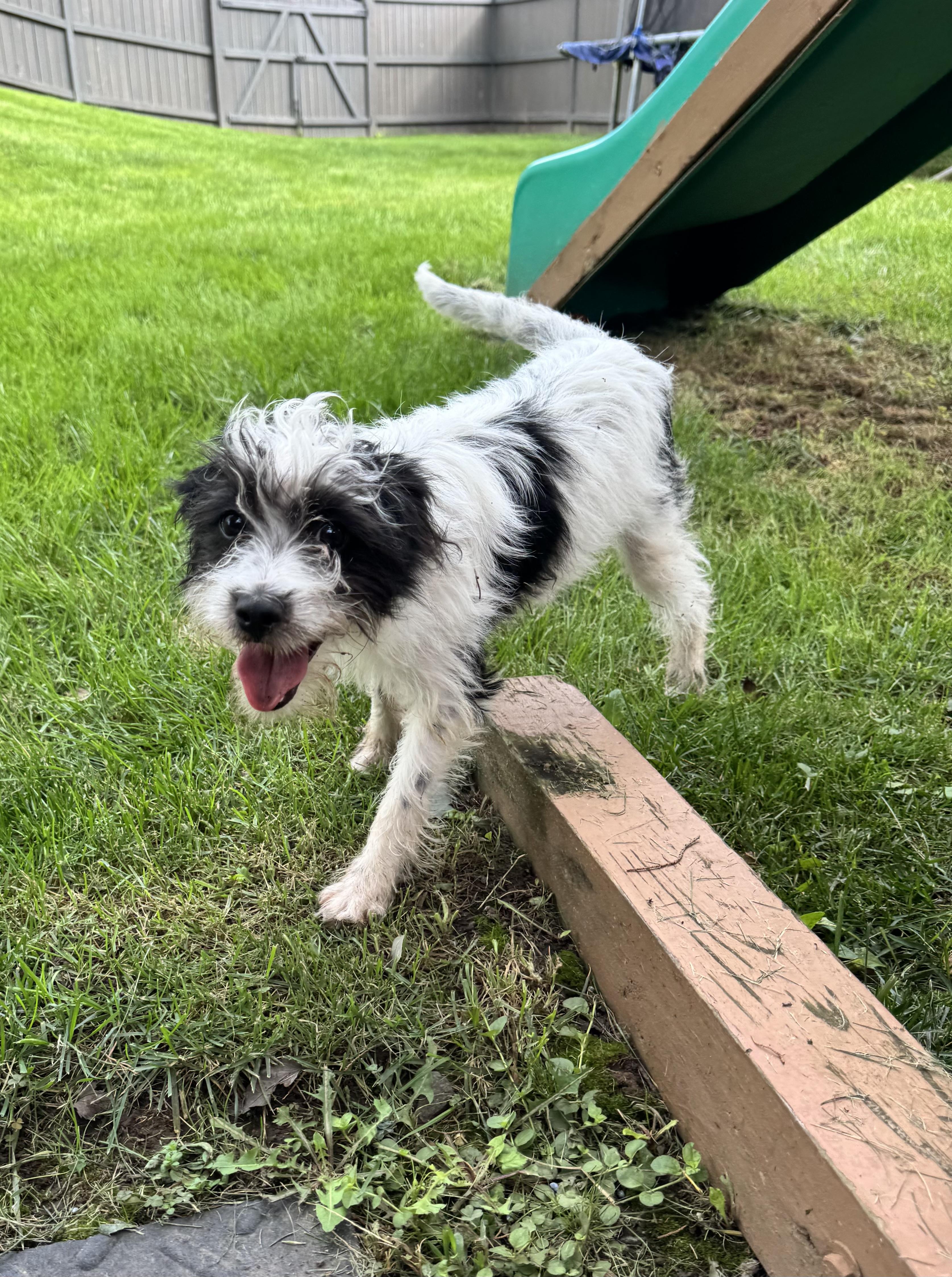 Enlarge Kory, a Adoptable mixed breed in Millsboro, DE image 5/6