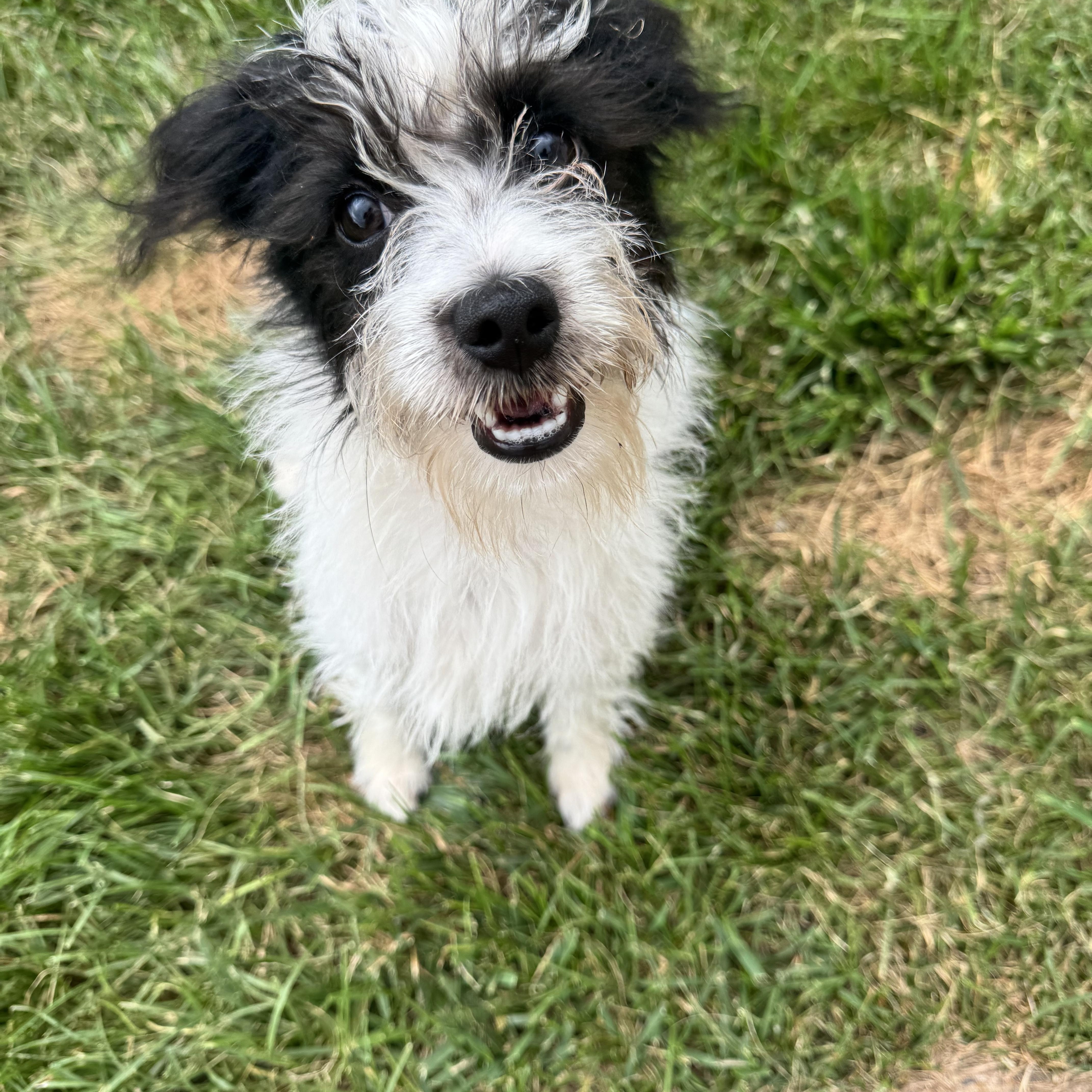 Enlarge Kory, a Adoptable mixed breed in Millsboro, DE image 1/6