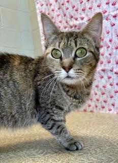 Damsel — thumbnail 2