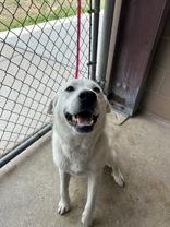 Enlarge Elsa, an adopted Great Pyrenees in Cibolo, TX image 1/1