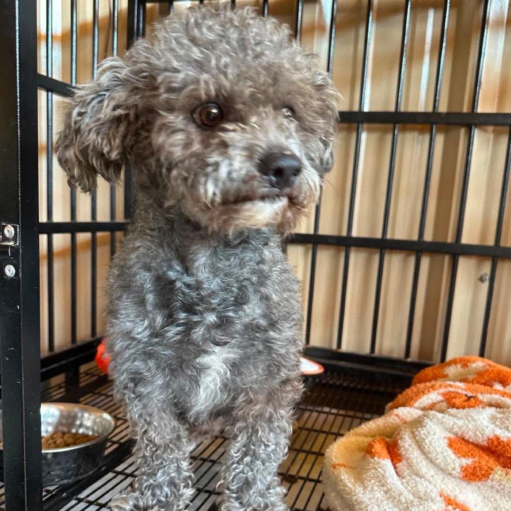 Sterling COMING SOON, Adoptable, Adult Male Poodle.