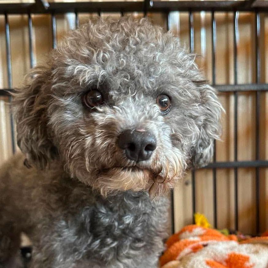 Sterling COMING SOON, a Adoptable Poodle in Loves Park, IL image 2/4