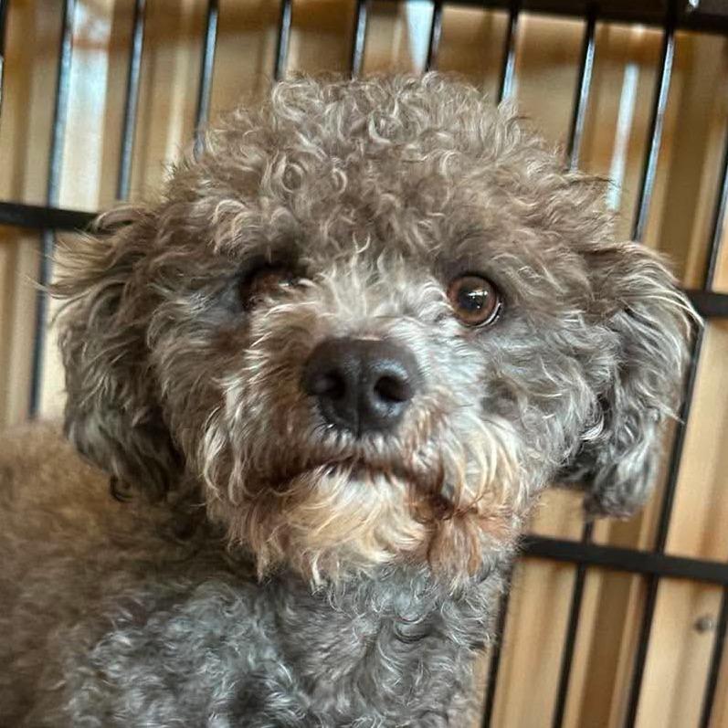 Sterling COMING SOON, a Adoptable Poodle in Loves Park, IL image 3/4
