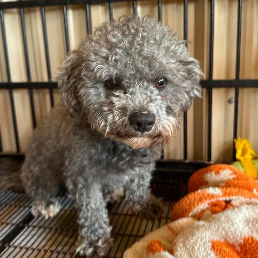 Sterling COMING SOON, a Adoptable Poodle in Loves Park, IL image 4/4