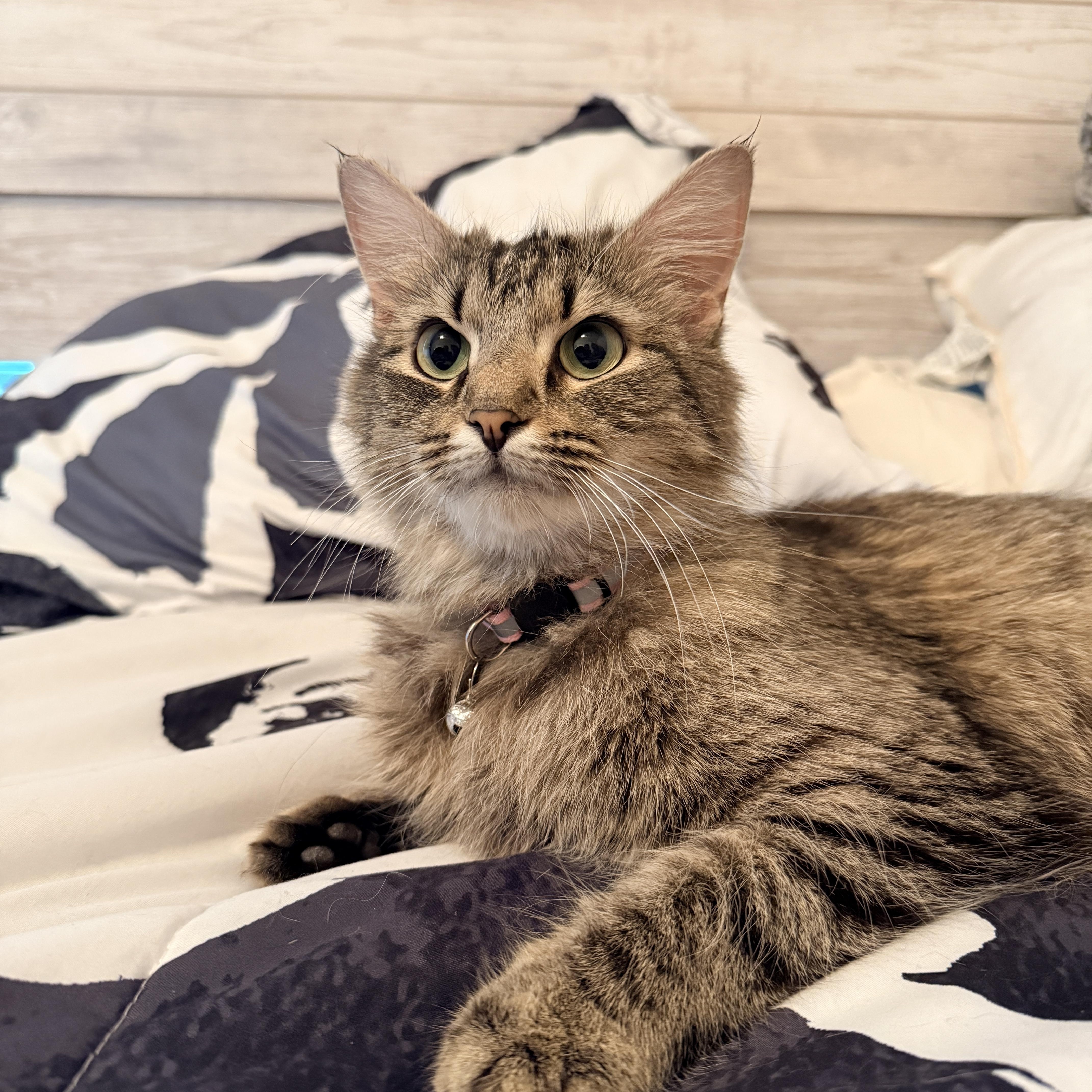 Flower Pot, adopted, Young Female Domestic Short Hair.
