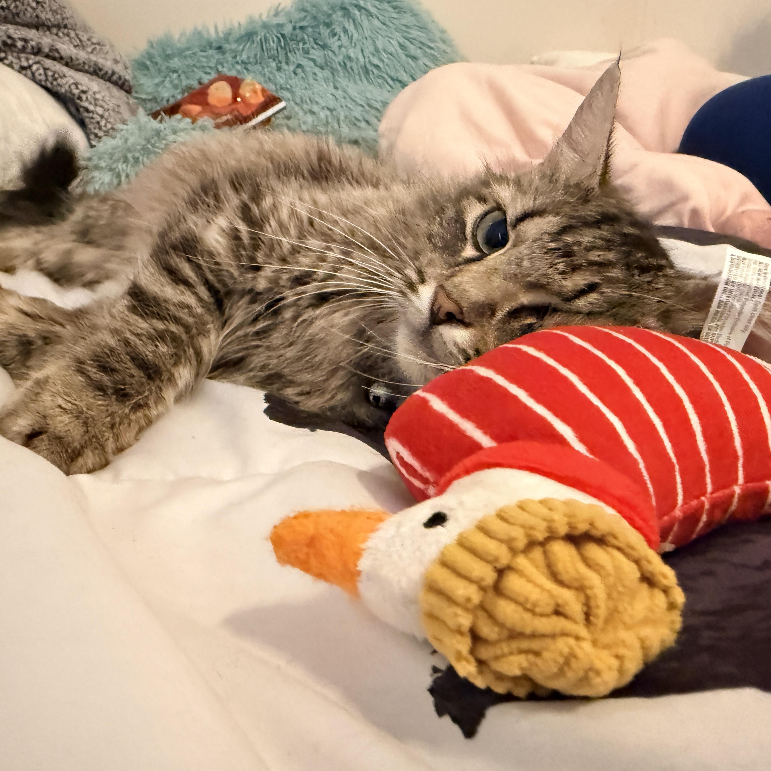 Enlarge Flower Pot, an adopted Domestic Short Hair in Richmond, VA image 2/5