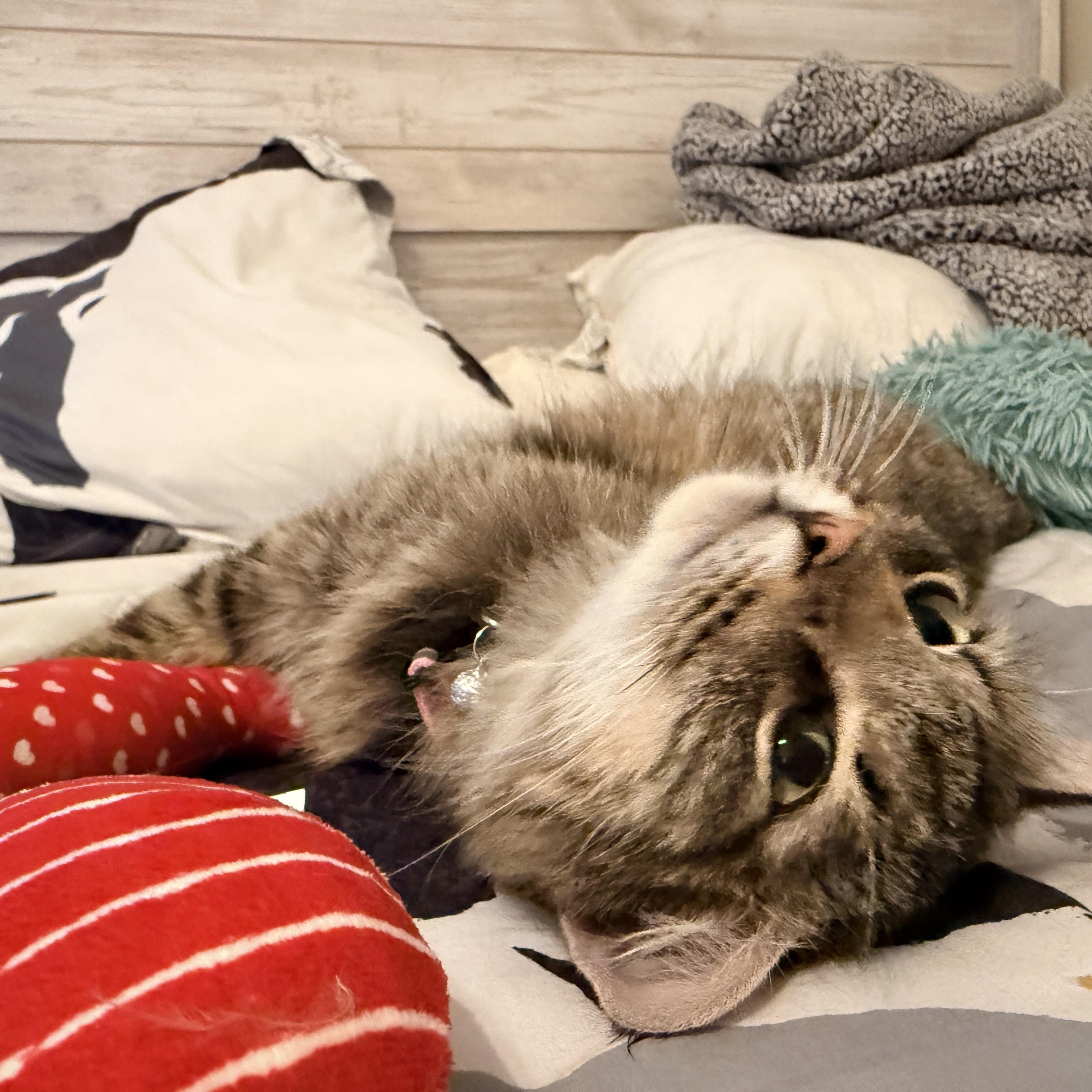 Enlarge Flower Pot, an adopted Domestic Short Hair in Richmond, VA image 3/5
