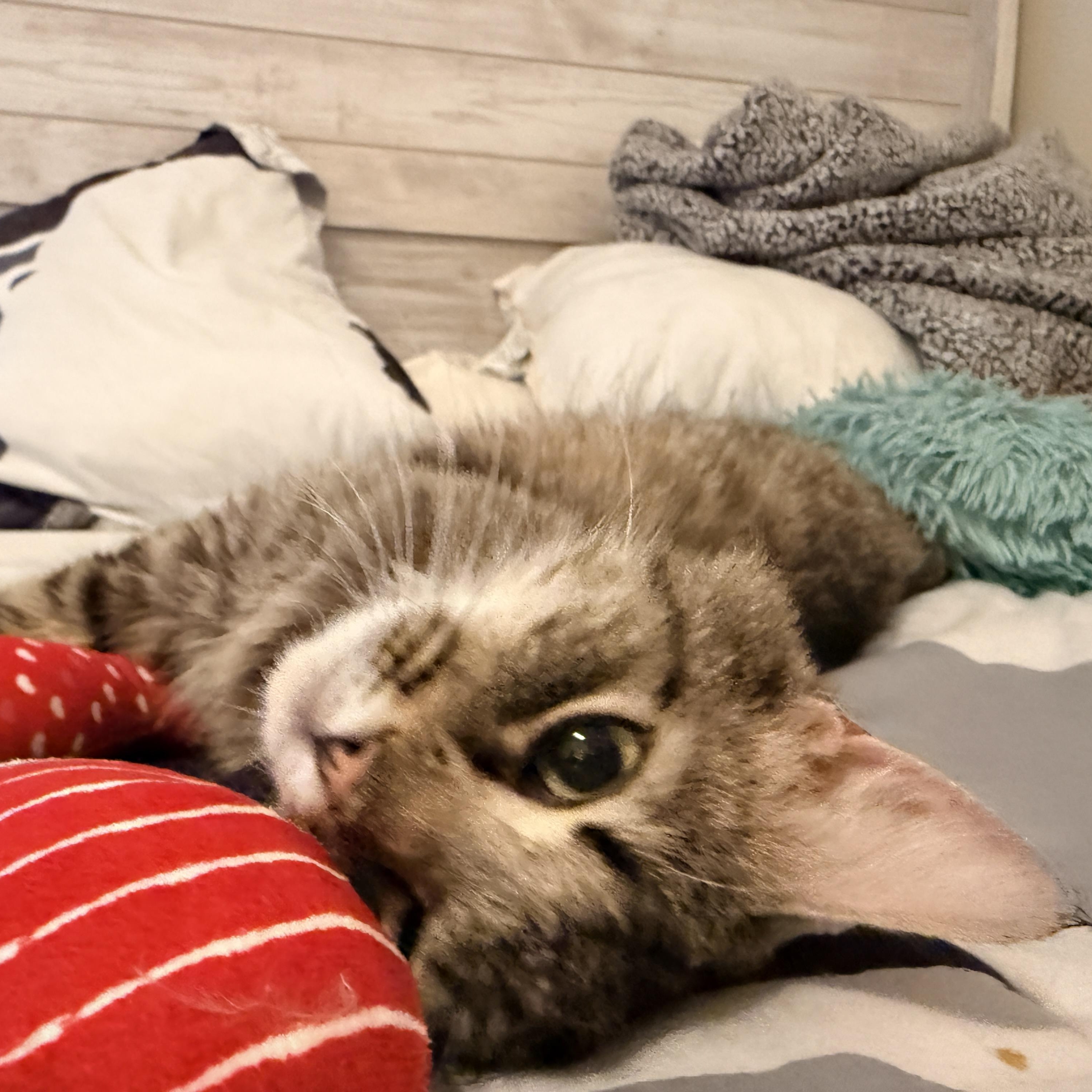 Enlarge Flower Pot, an adopted Domestic Short Hair in Richmond, VA image 5/5