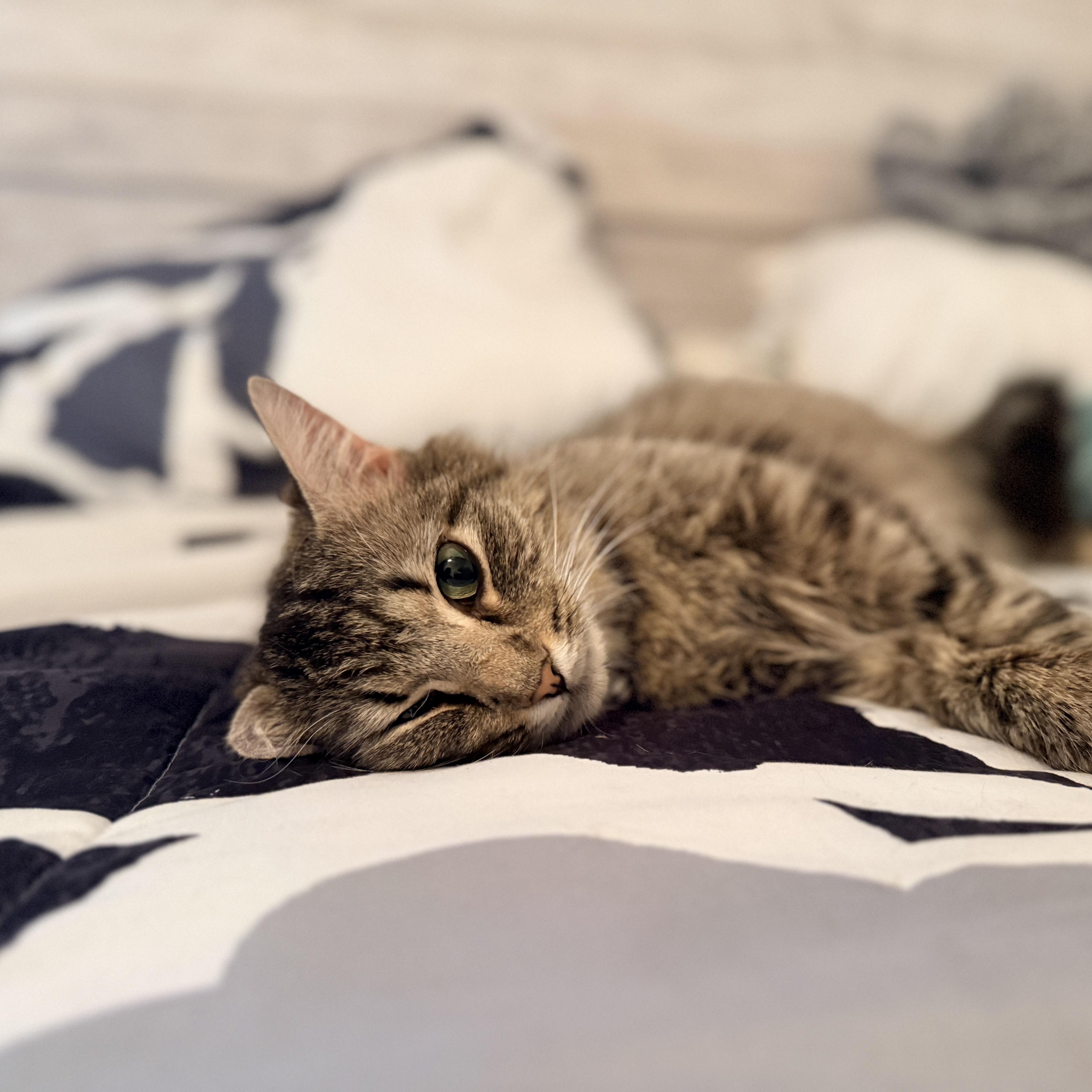 Enlarge Flower Pot, an adopted Domestic Short Hair in Richmond, VA image 4/5