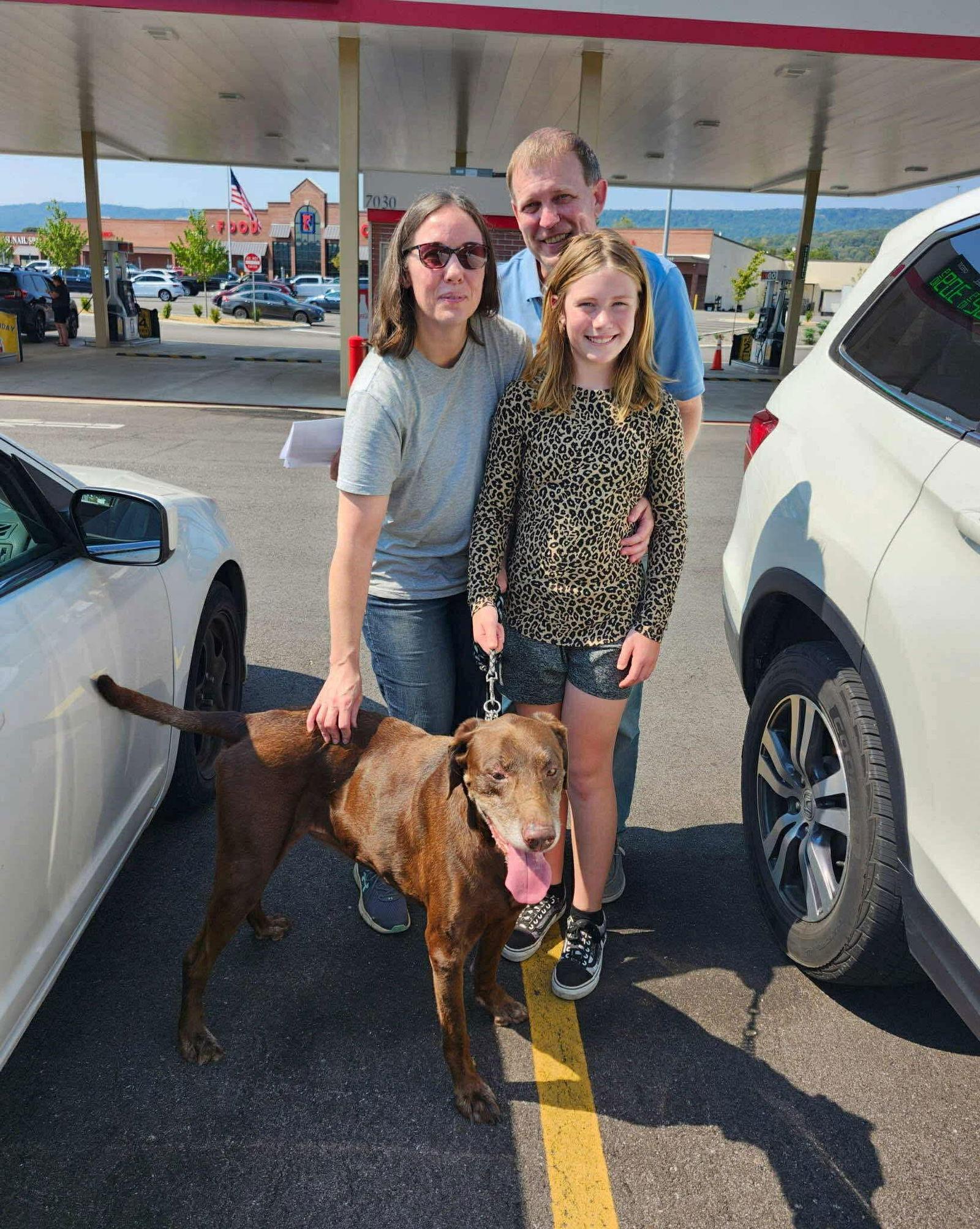 Buddy, Adoptable, Senior Male Chocolate Labrador Retriever.