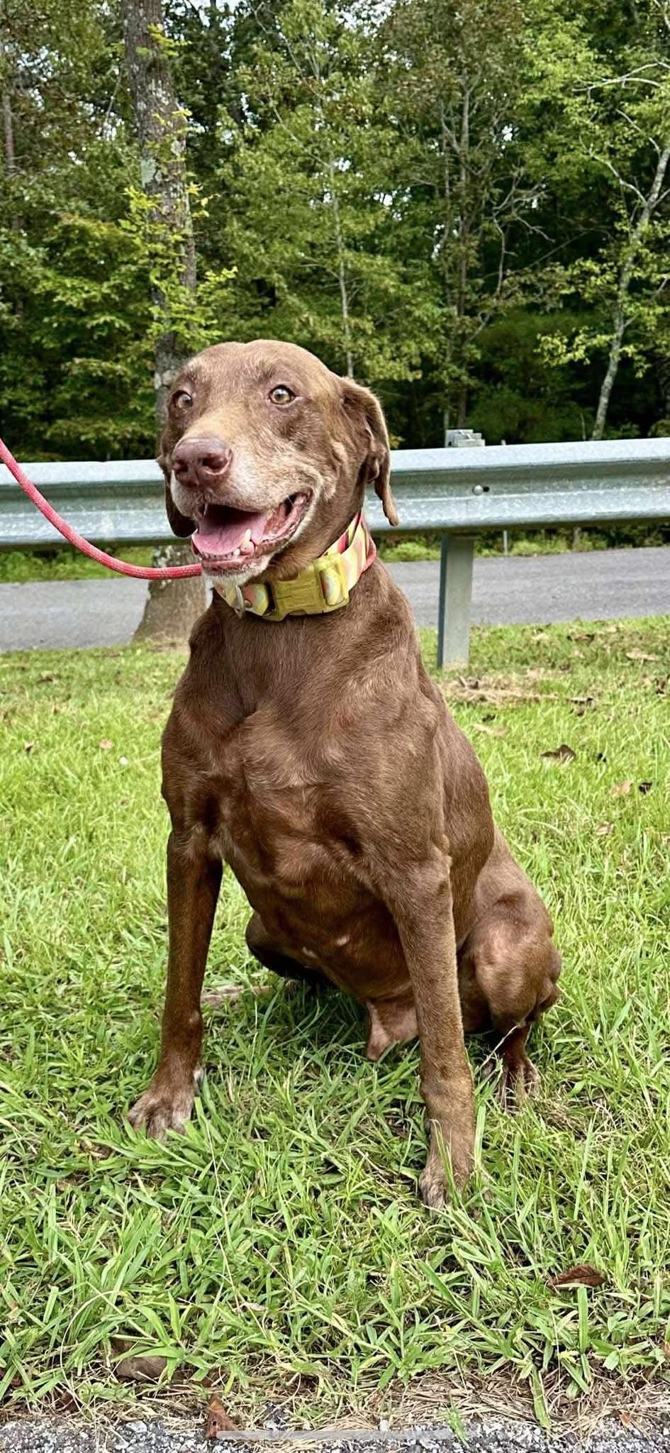 Enlarge Buddy, a Adoptable mixed breed in Stratham, NH image 2/3