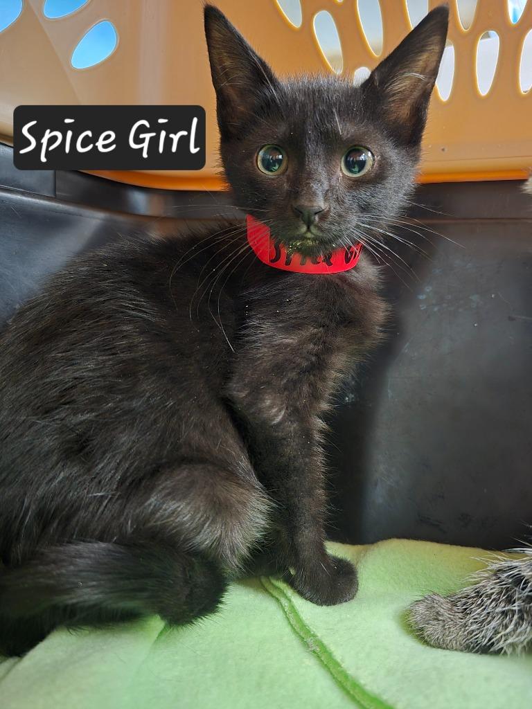 Spice Girl, Adoptable, Kitten Female Domestic Short Hair.