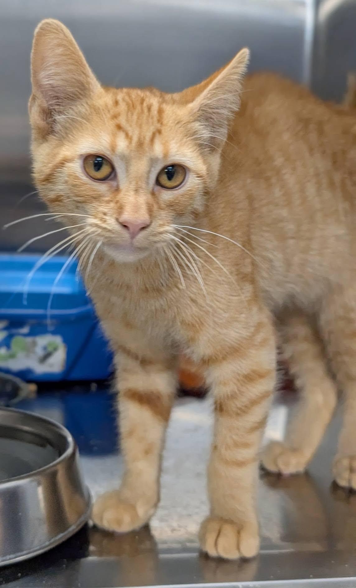 Enlarge Orangsicle aka Orangie, a Adoptable Domestic Short Hair in Blaine, MN image 2/2