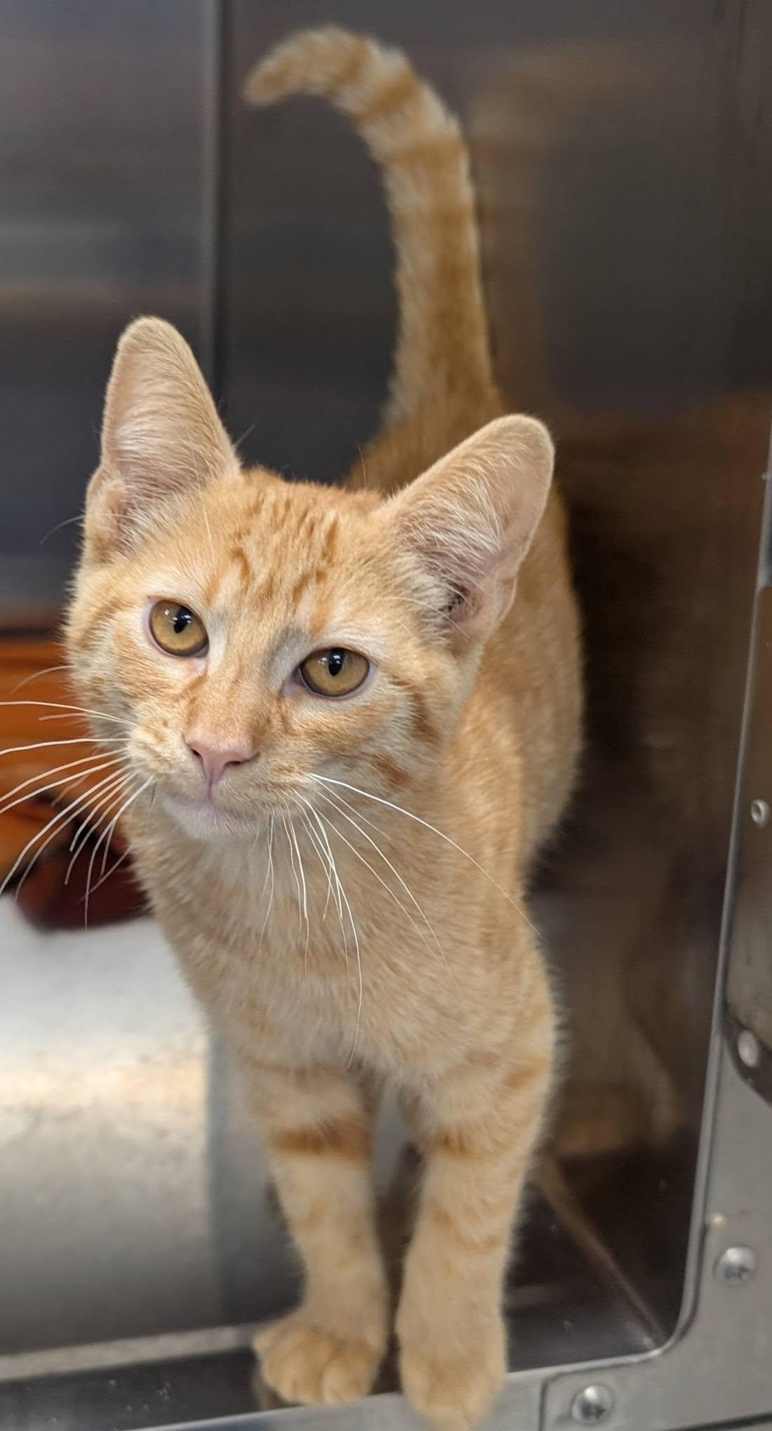 Enlarge Orangsicle aka Orangie, a Adoptable Domestic Short Hair in Blaine, MN image 1/2