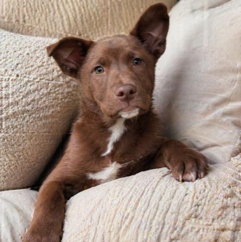 Enlarge Topaz, an adopted mixed breed in San Andreas, CA image 1/1