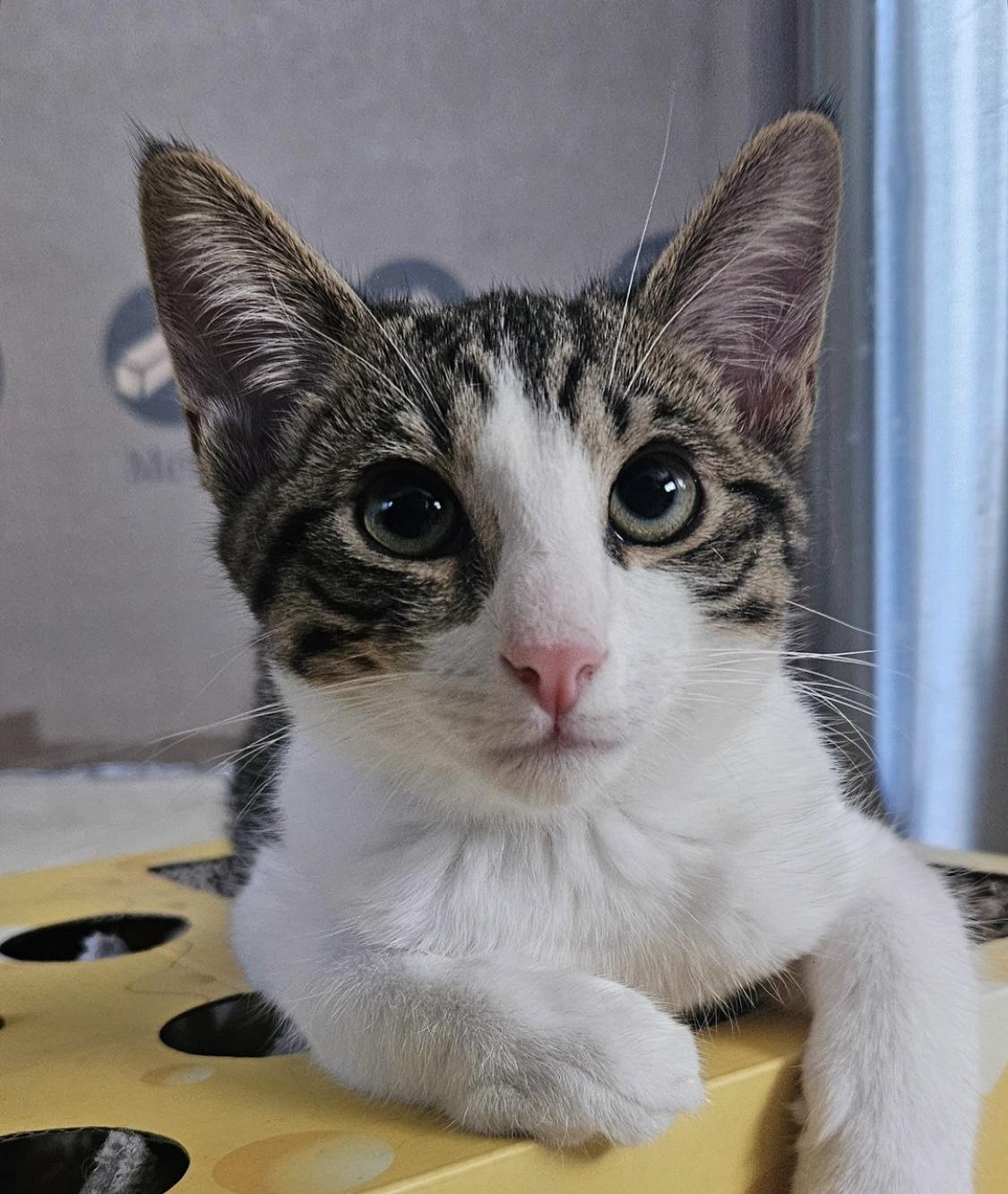 Enlarge Lurch, a Adoptable mixed breed in Santa Ana, CA image 3/5