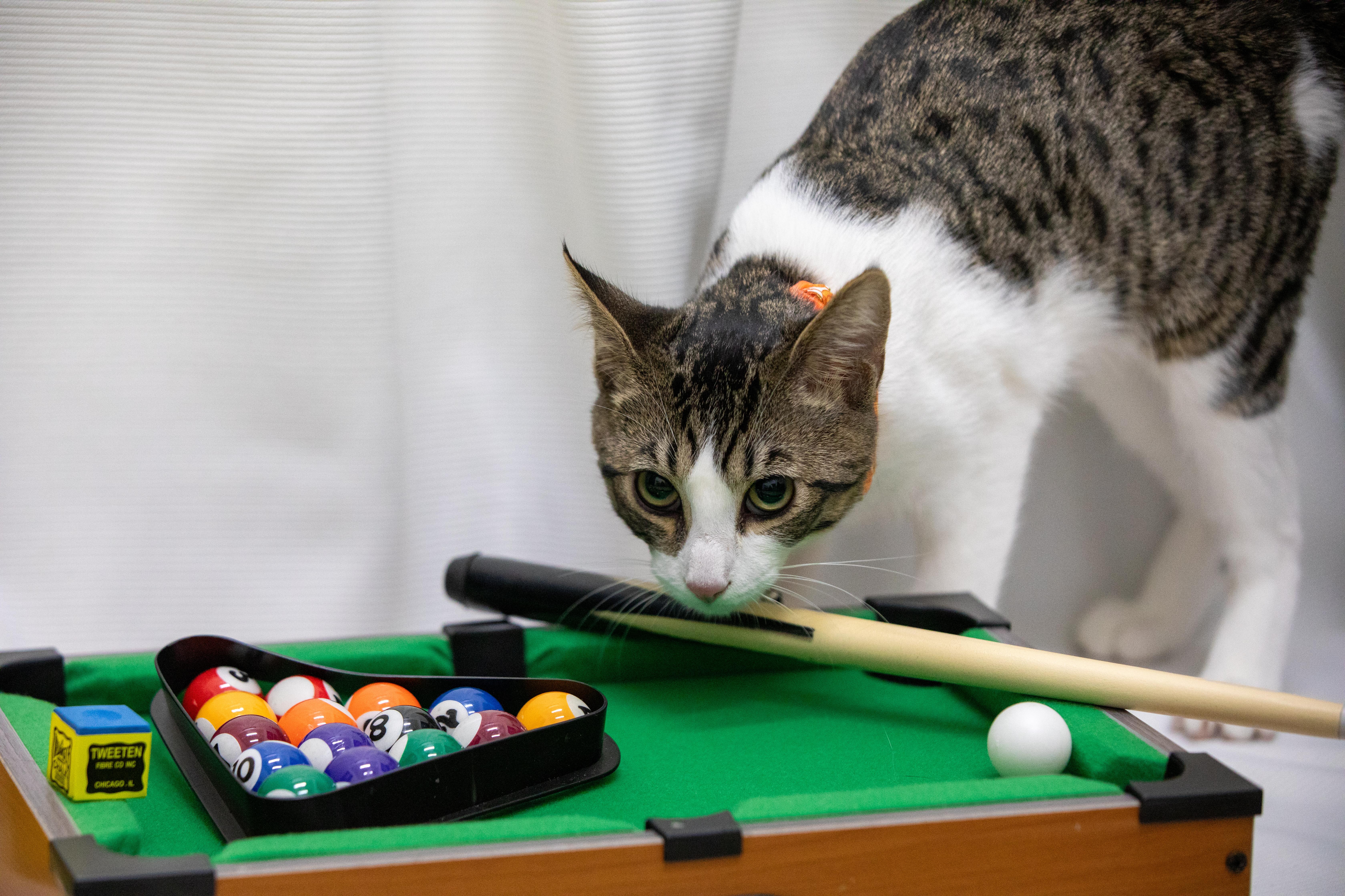 Lurch — thumbnail 2