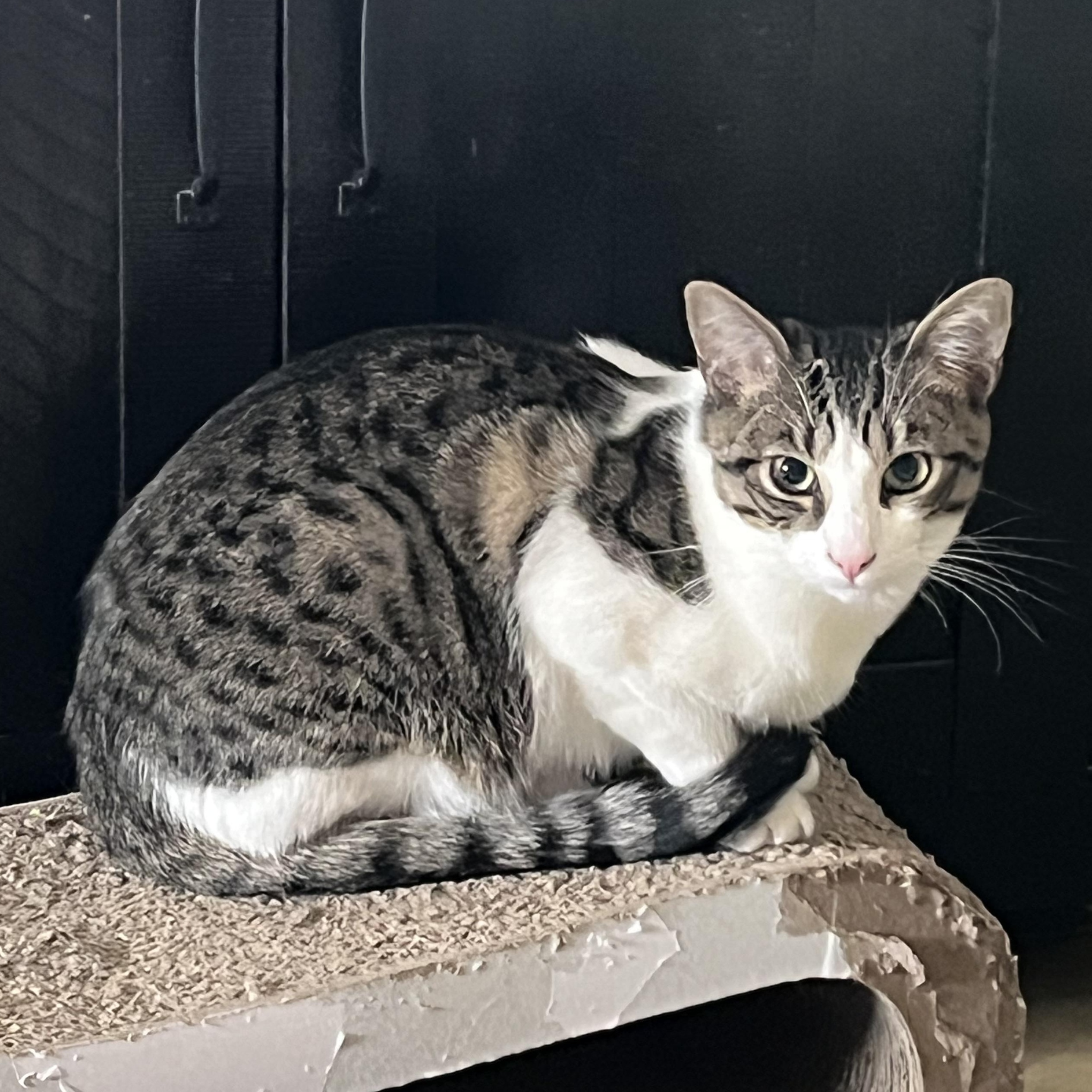 Enlarge Lurch, a Adoptable mixed breed in Santa Ana, CA image 2/5