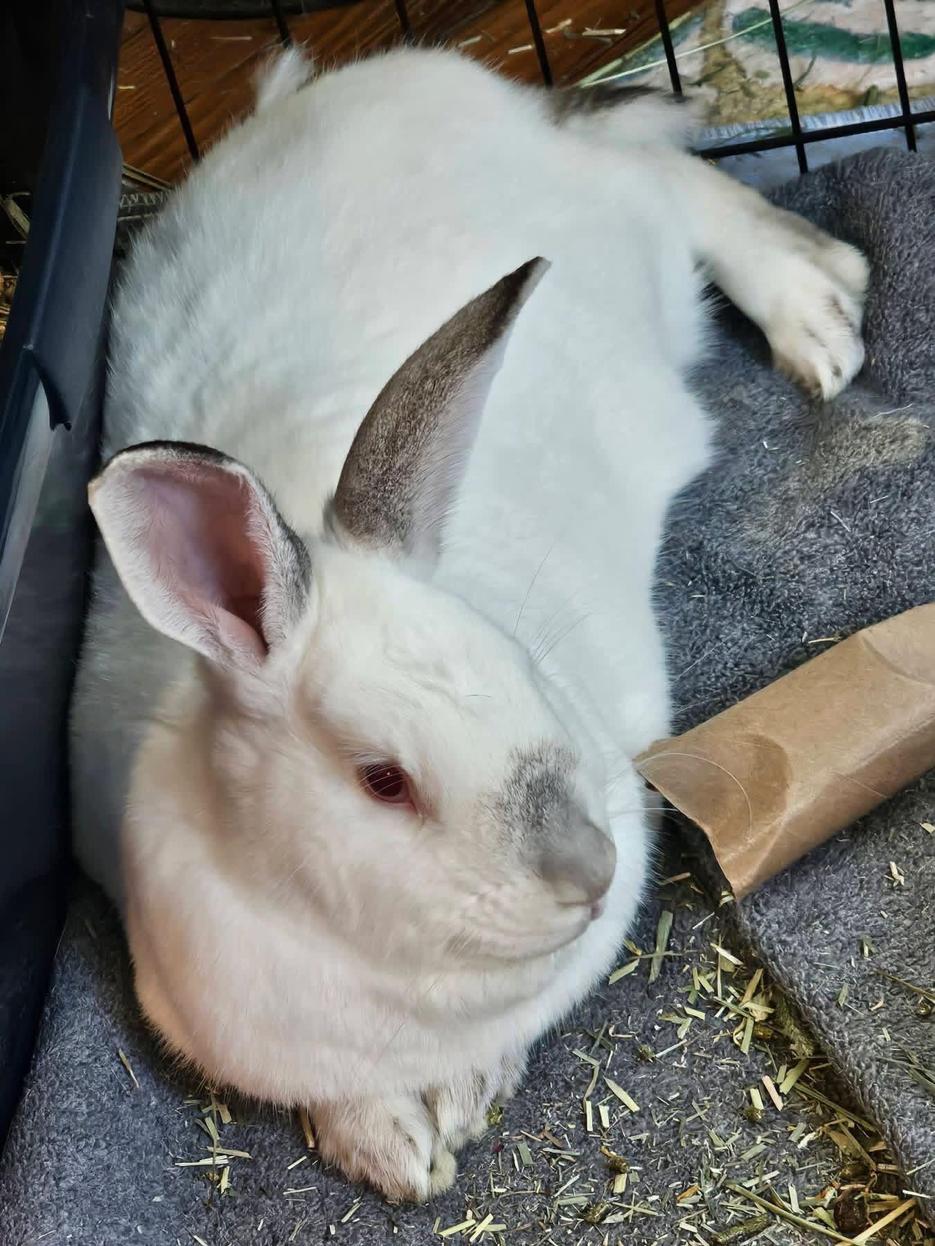 Muddy Buddy and Minneapolis , ADOPTABLE, Adult Female Californian.