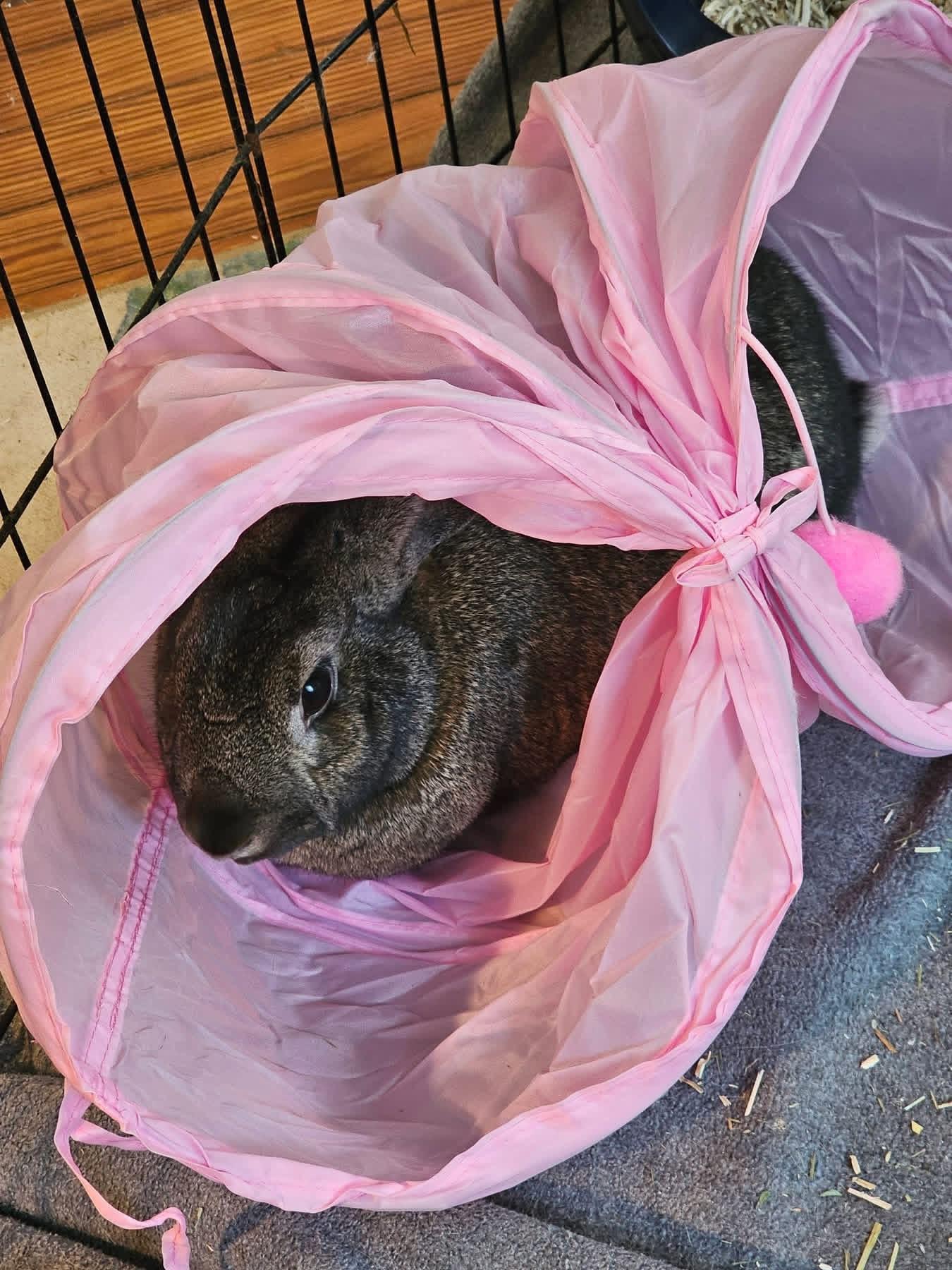 Muddy Buddy and Minneapolis , a ADOPTABLE Californian in St. Charles, MO image 3/3